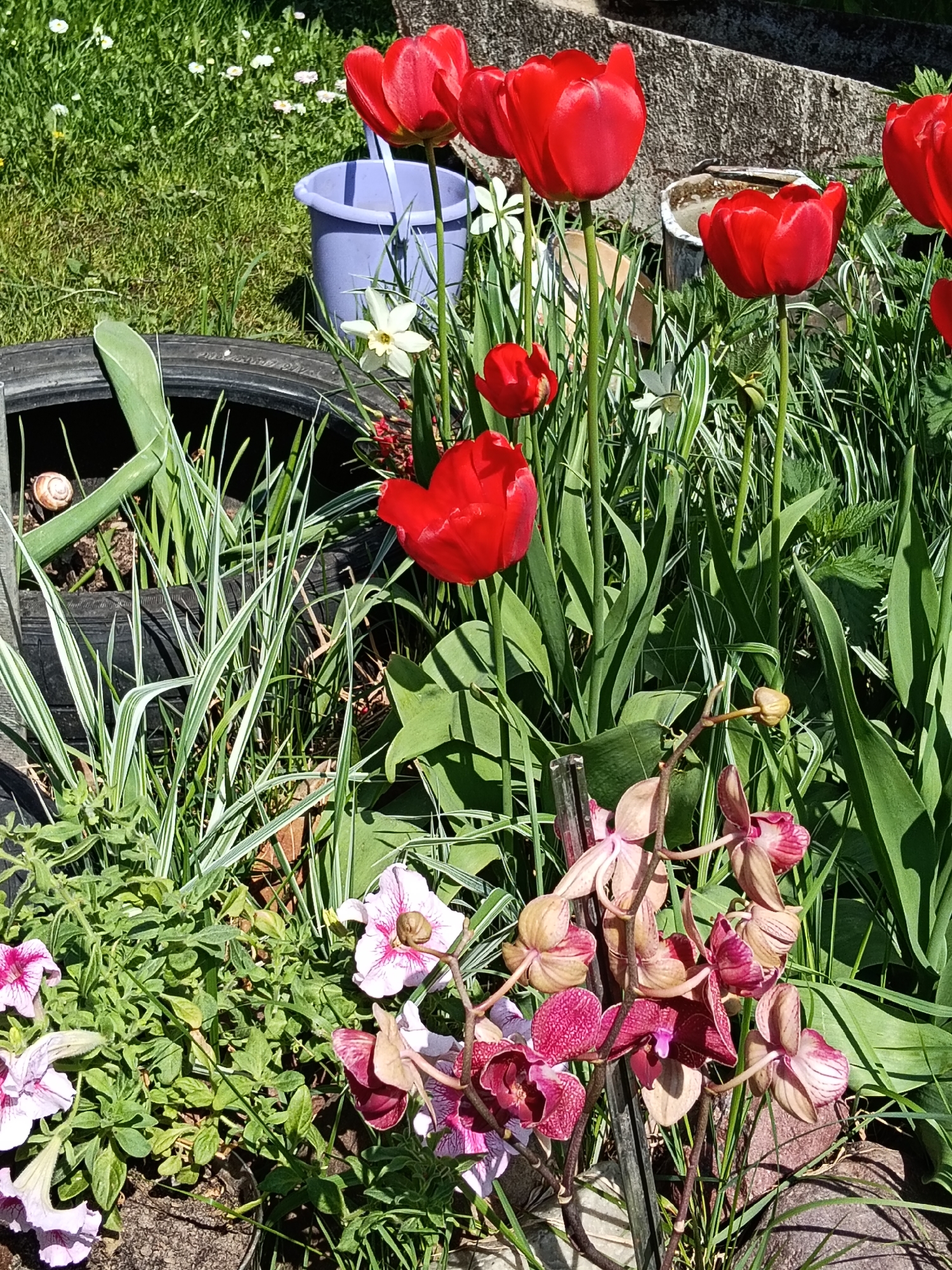 Woman documents spring garden blooms in rural Russia