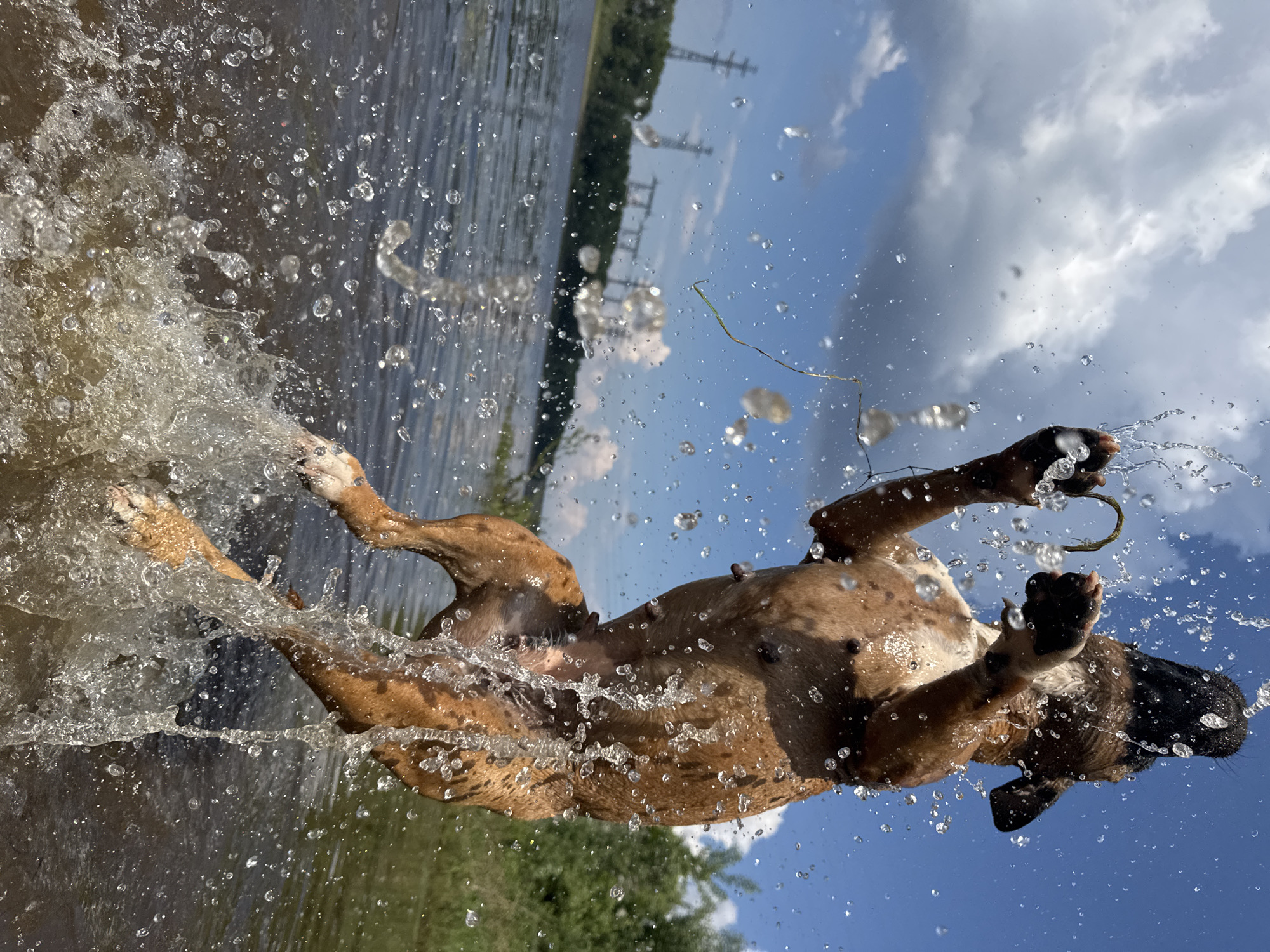 Dog plays in Kama River near Chaikovsky, Russia
