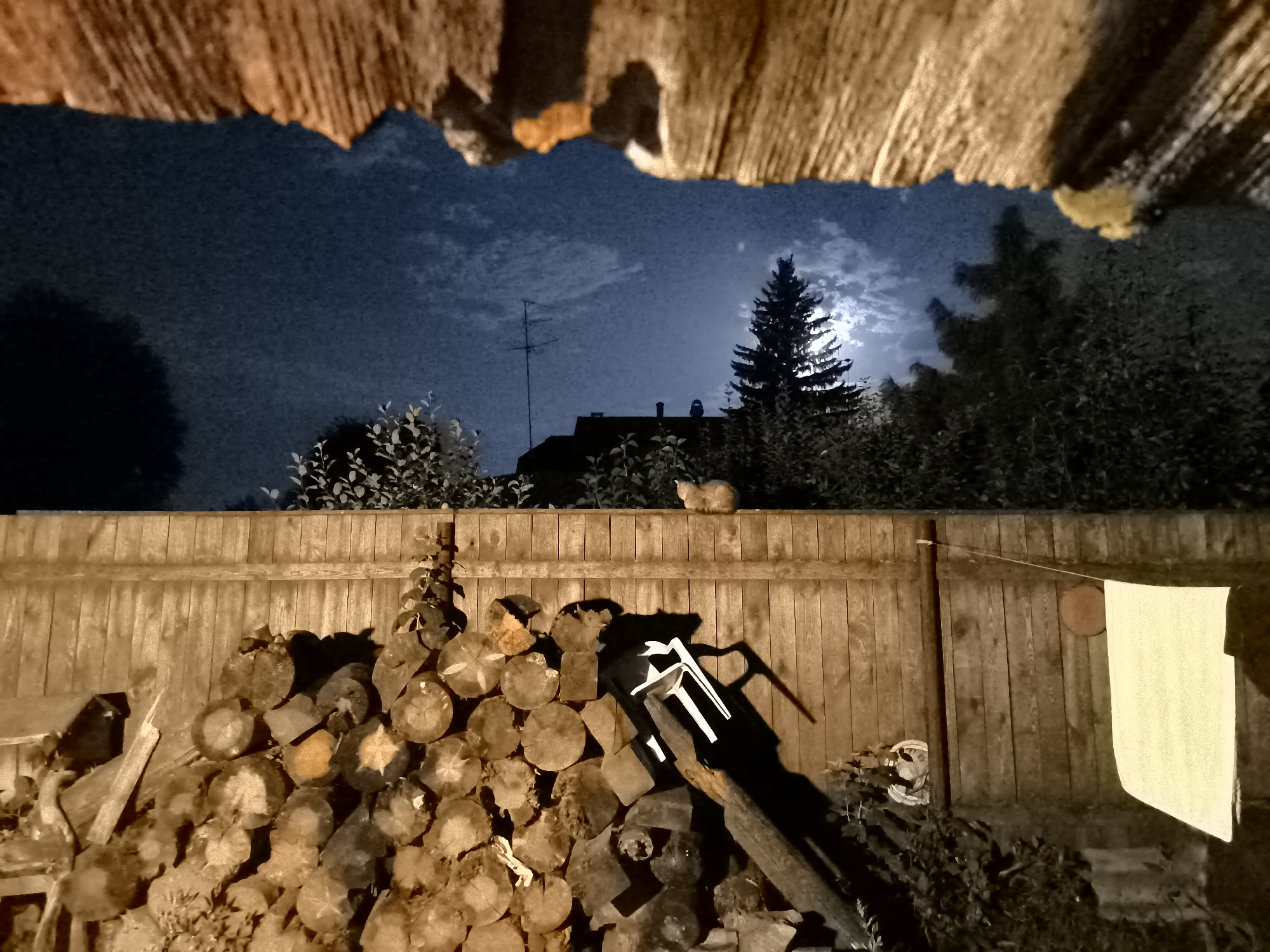Cat on a fence, full moon, and a backyard woodpile at night
