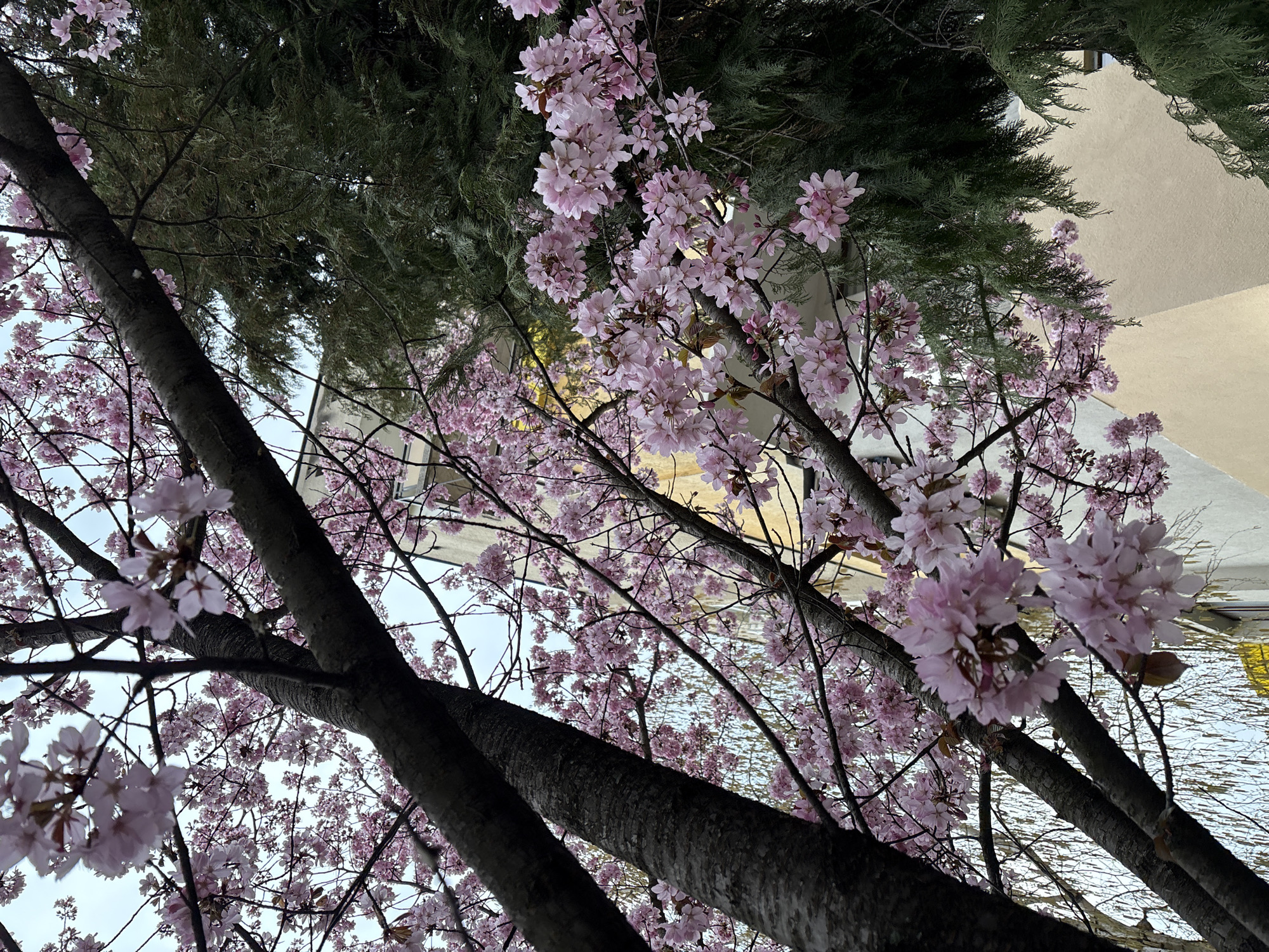 Cherry blossoms peak in Panagyurishte, Bulgaria spring display