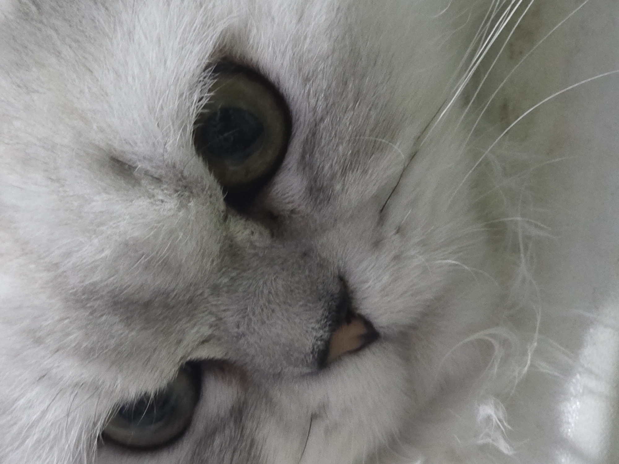 Persian cat at home, Novocheboksarsk apartment neighborhood