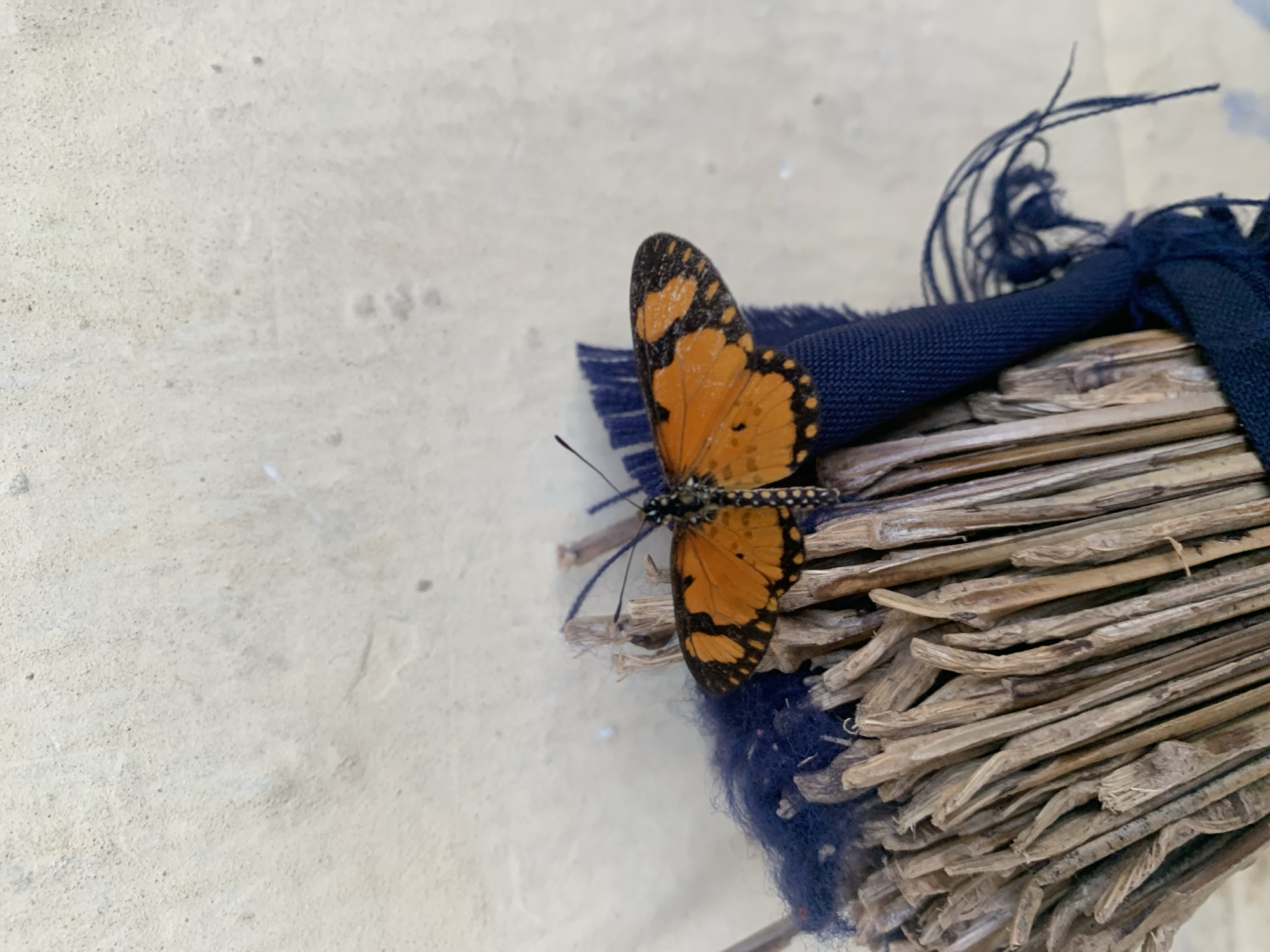 Butterflies and moths up close in Kuru Karama, Nigeria