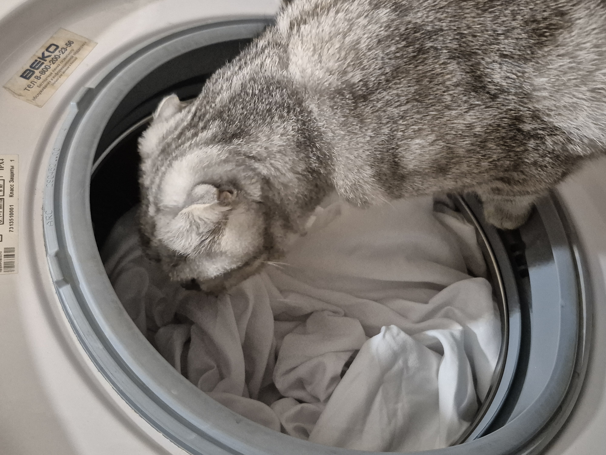 Cats spotted in domestic scenes around Chaikovsky apartment
