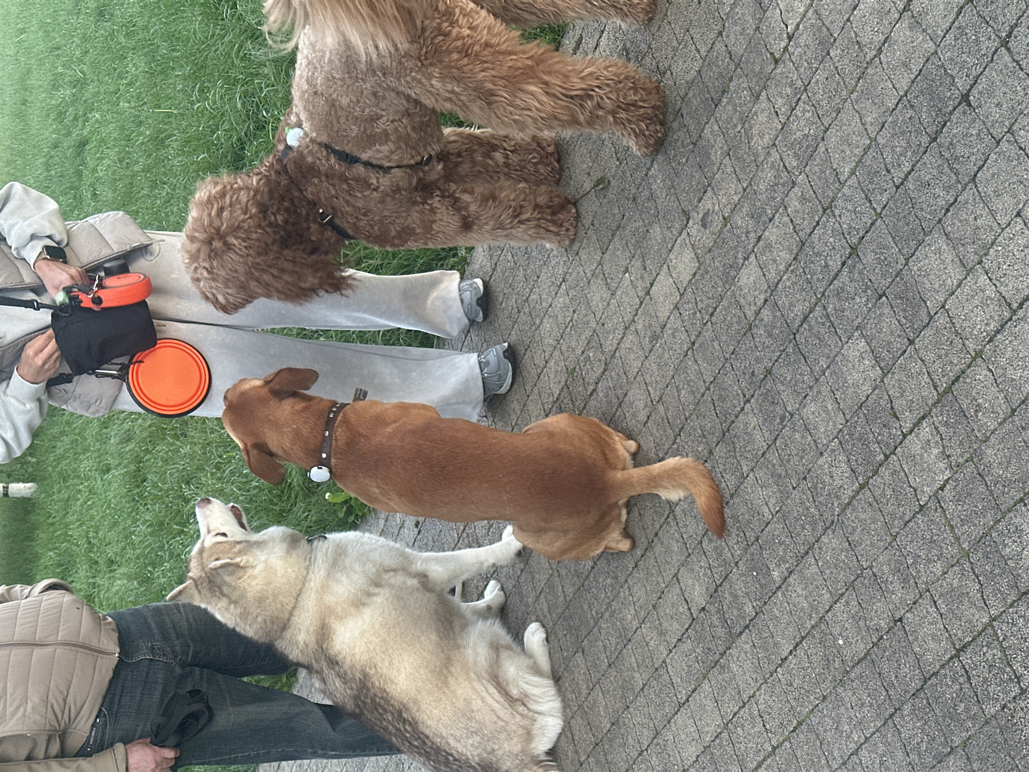 Dogs play in Stavropol park during evening hours