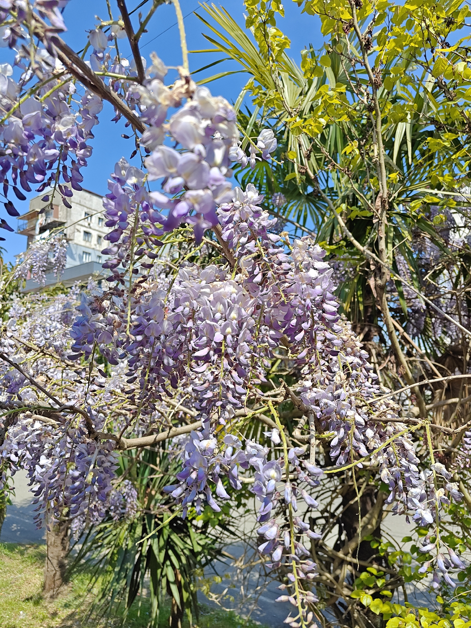Spring blooms and coastal scenes documented in Kobuleti, Georgia
