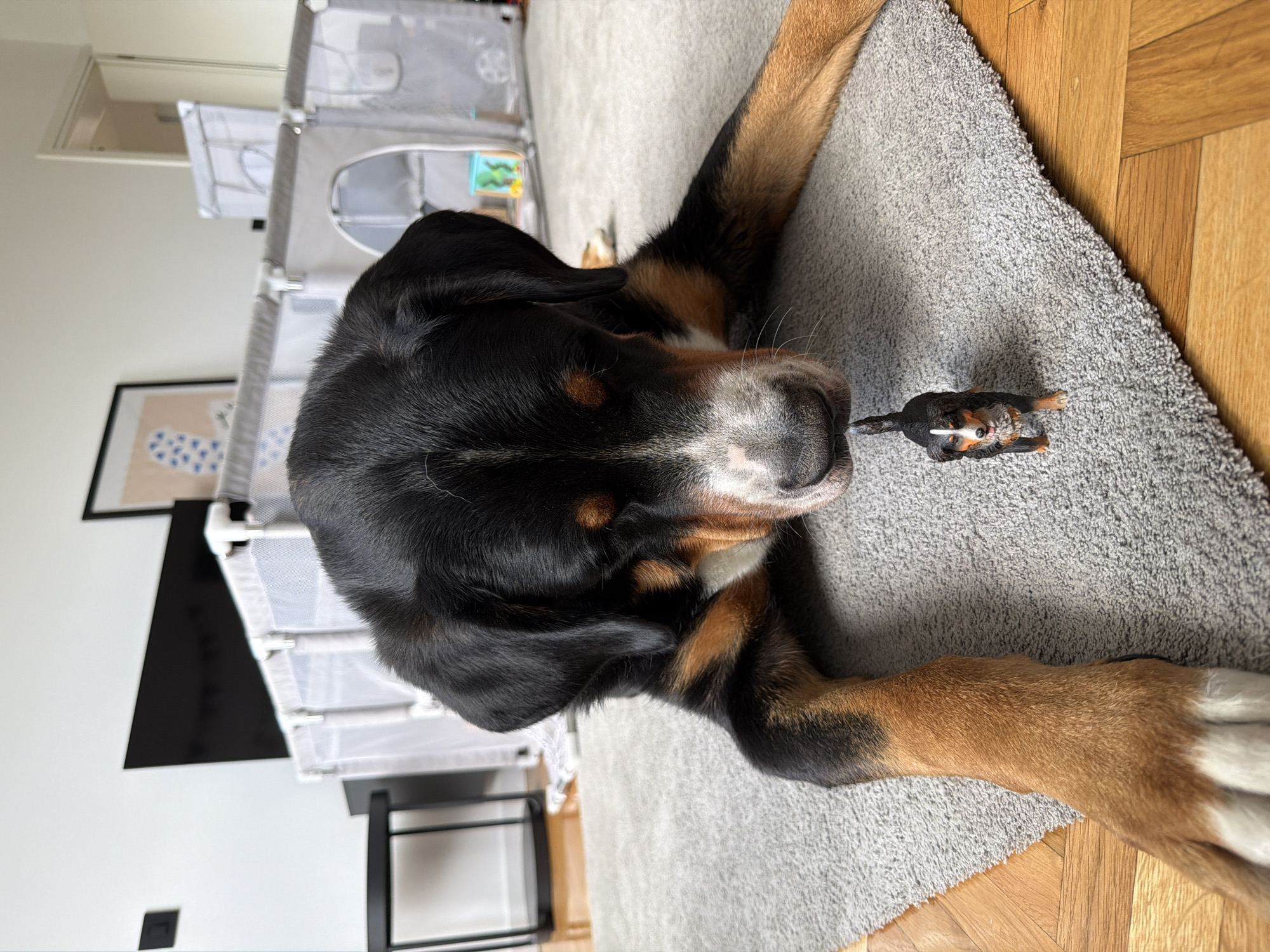 Dog rests with toys in Belgrade home