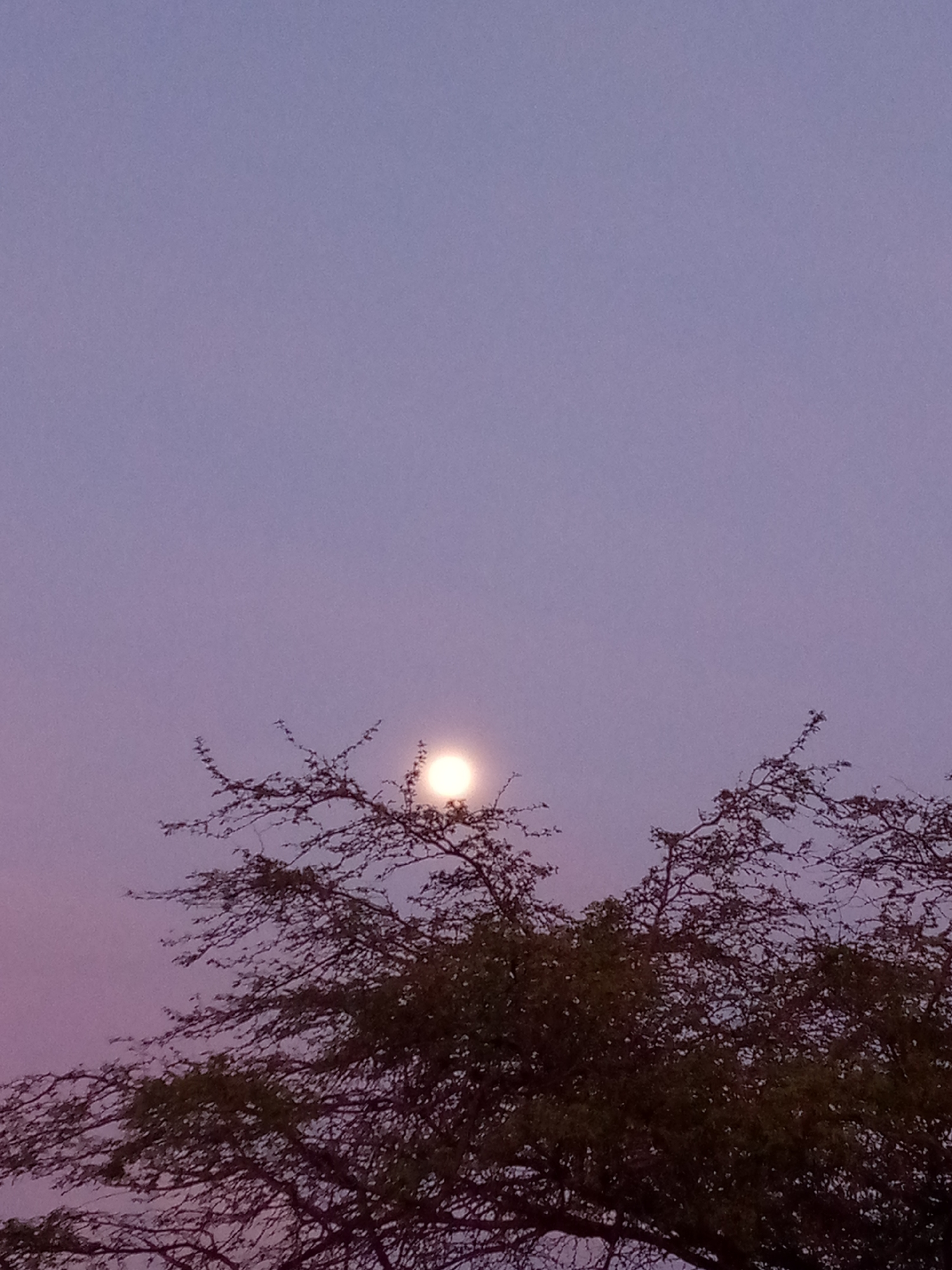 Moon shines through tree branches at dusk in Venezuela