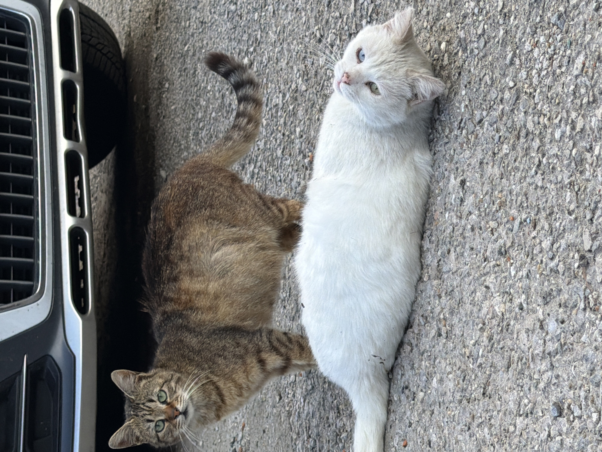 Two cats rest on concrete near vehicle