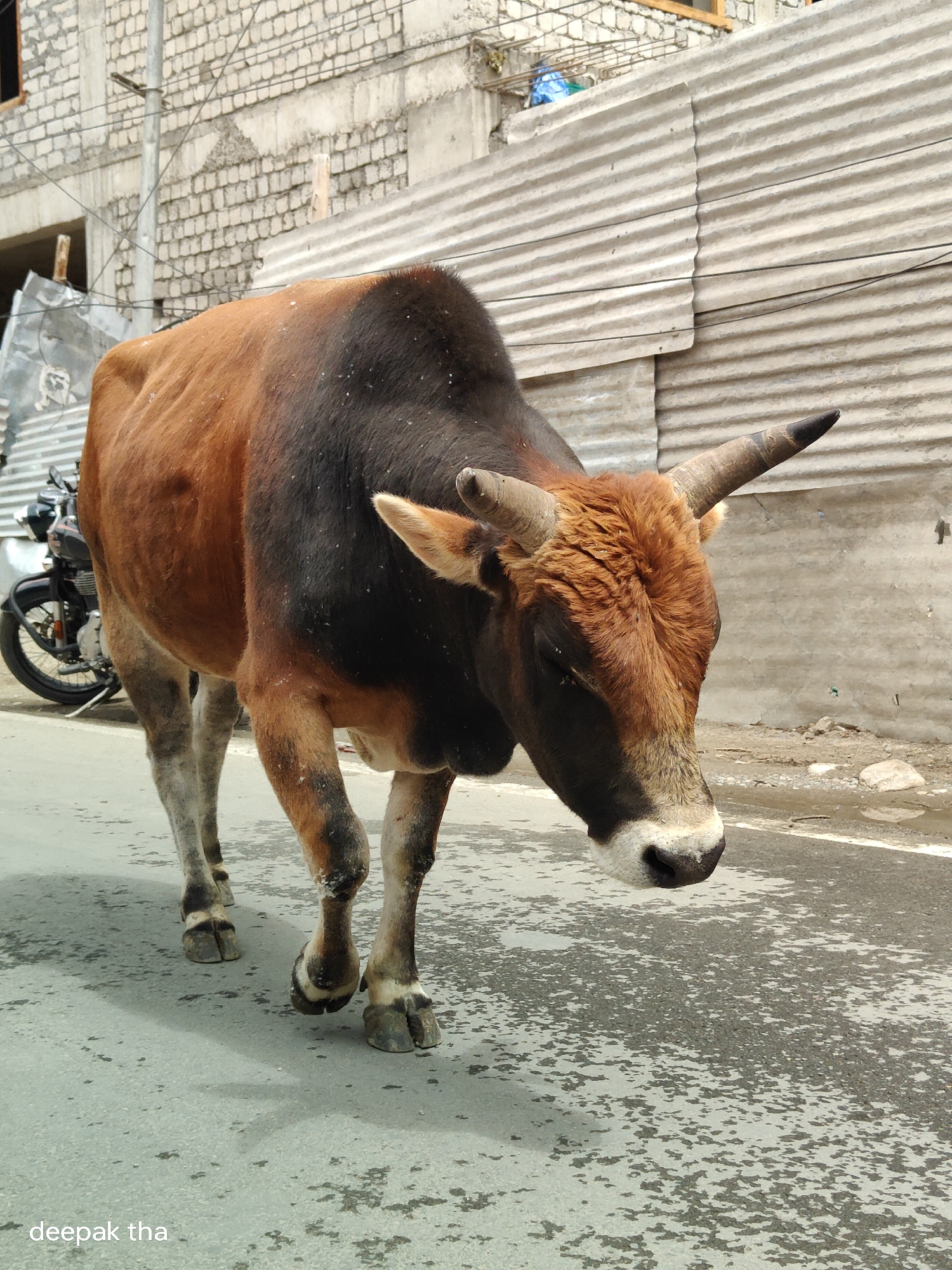 Bull with curved horns strolling through the streets of Leh