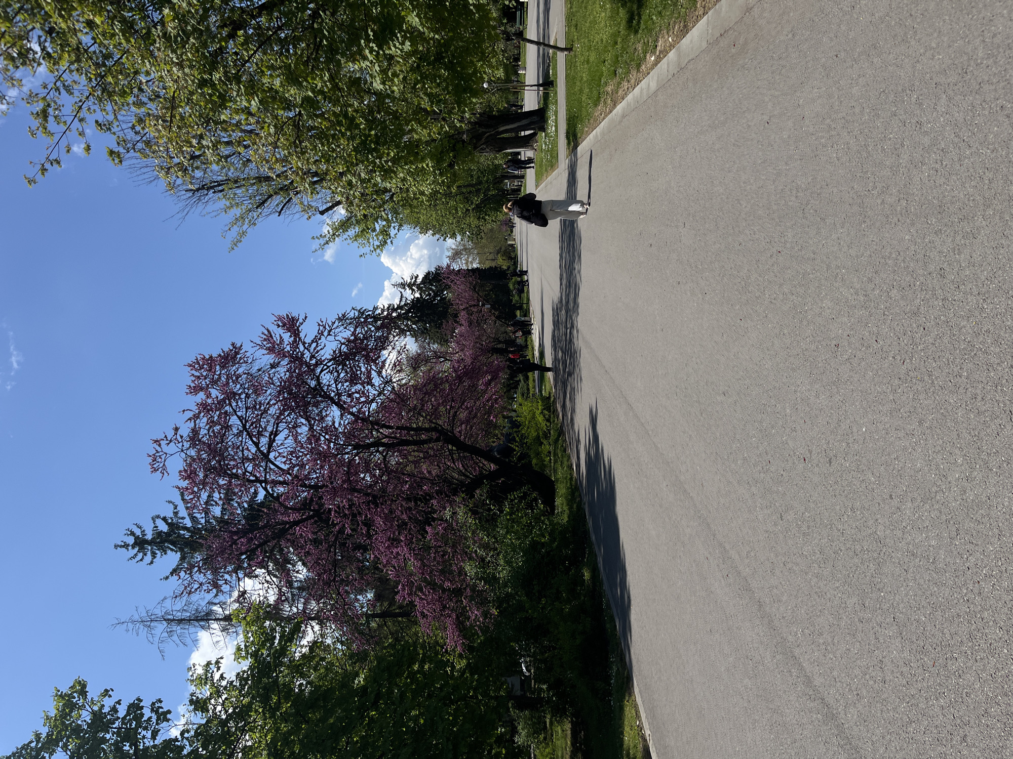Spring lilacs bloom in Ruse park, Bulgaria
