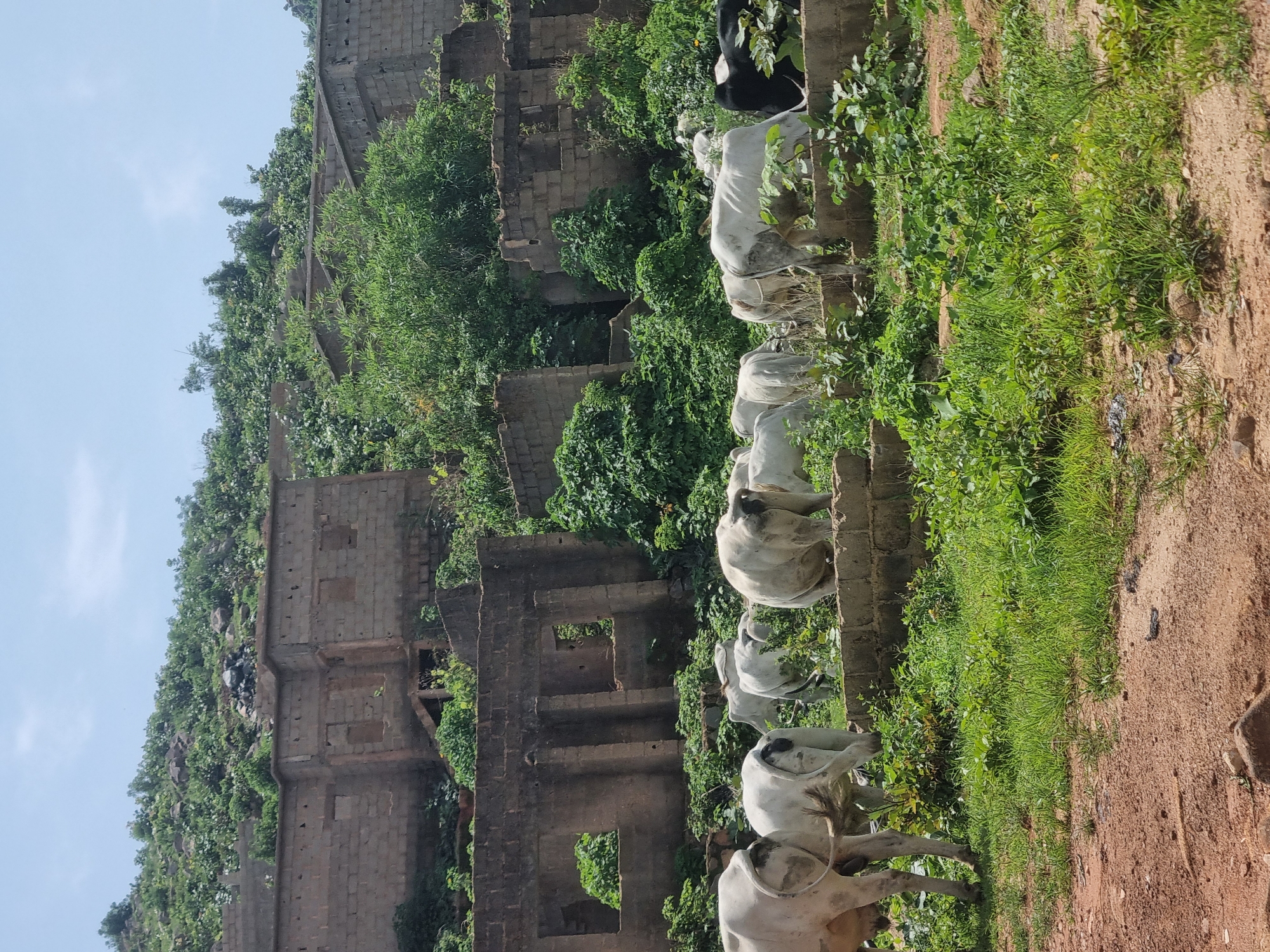 Morning scenes from Jos, Nigeria: construction, grazing cattle, daily life