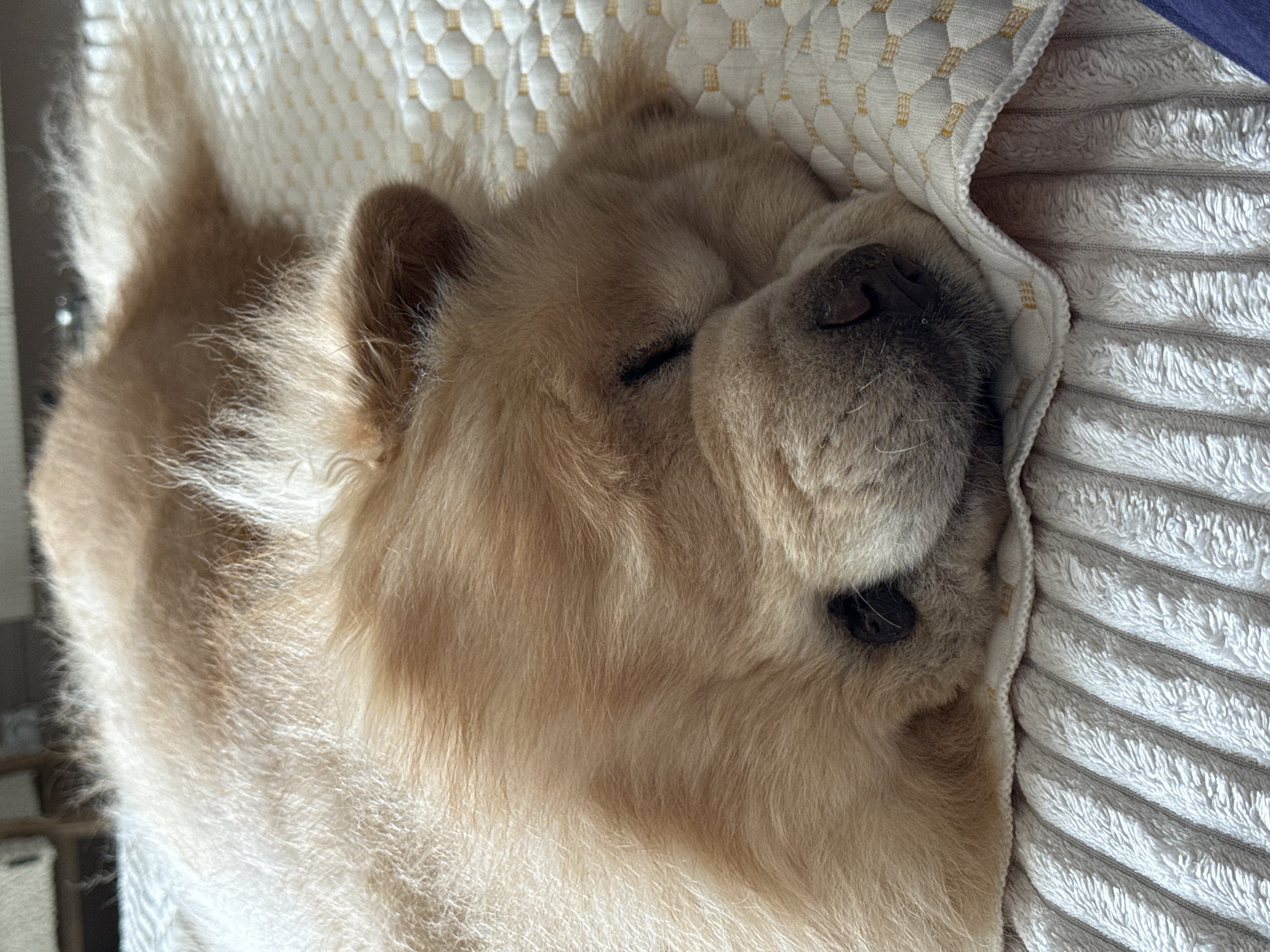 Chow Chow naps at home while renovation work continues nearby