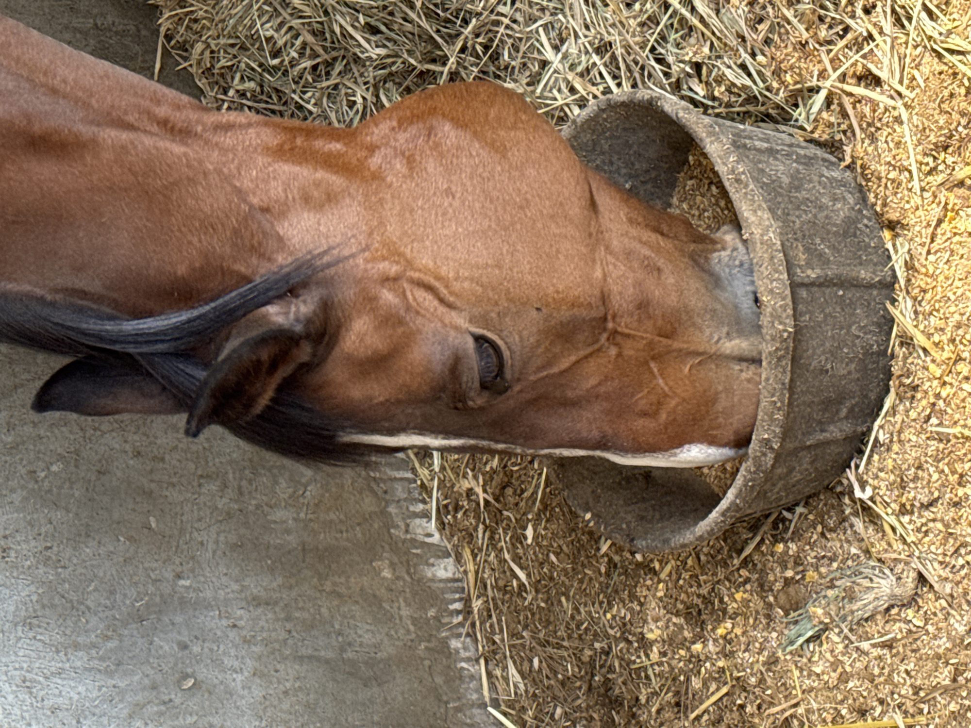 Horse feeds from trough in Mexican barn