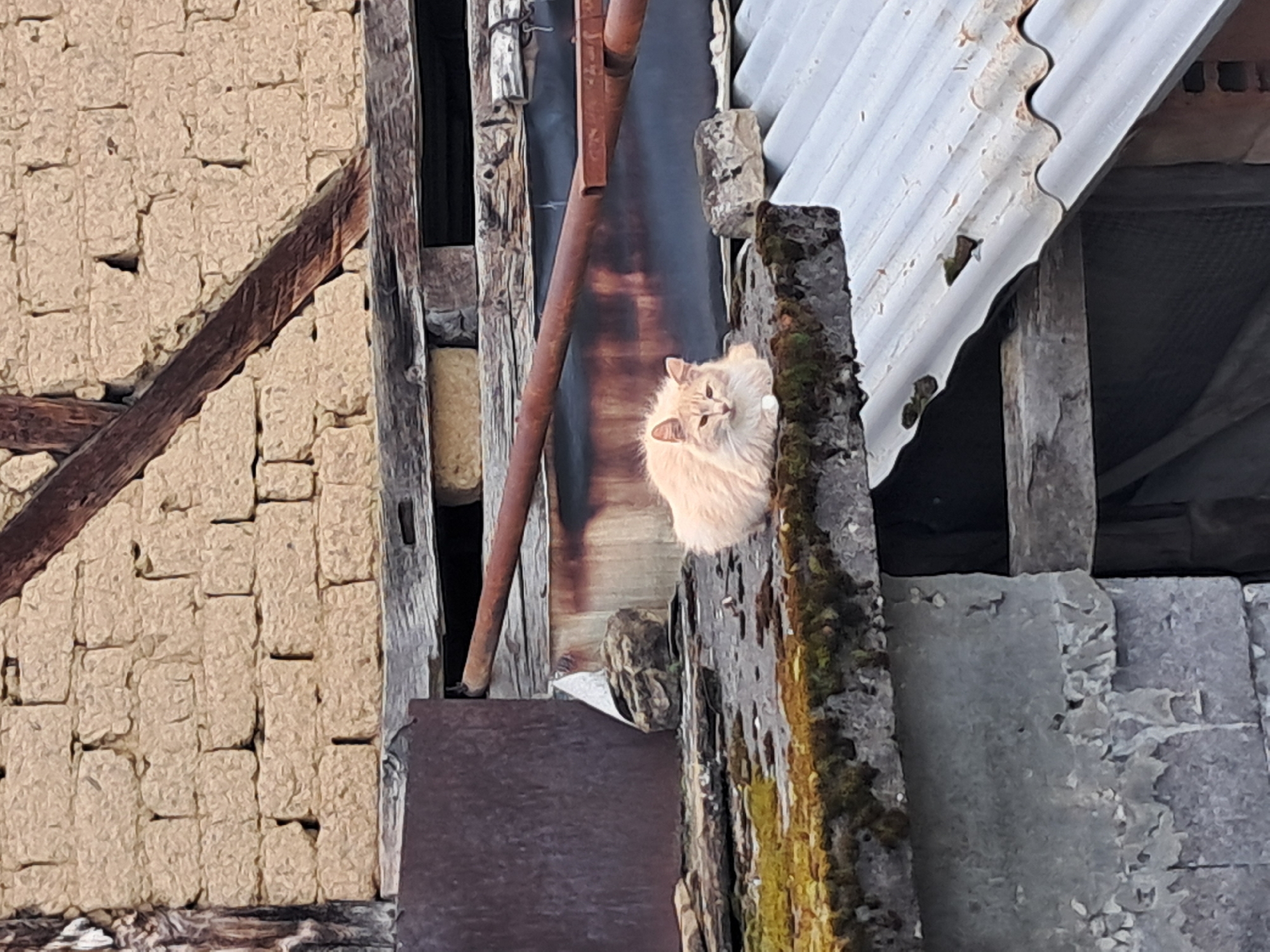 Rural life documented in Bulgarian village through casual observations