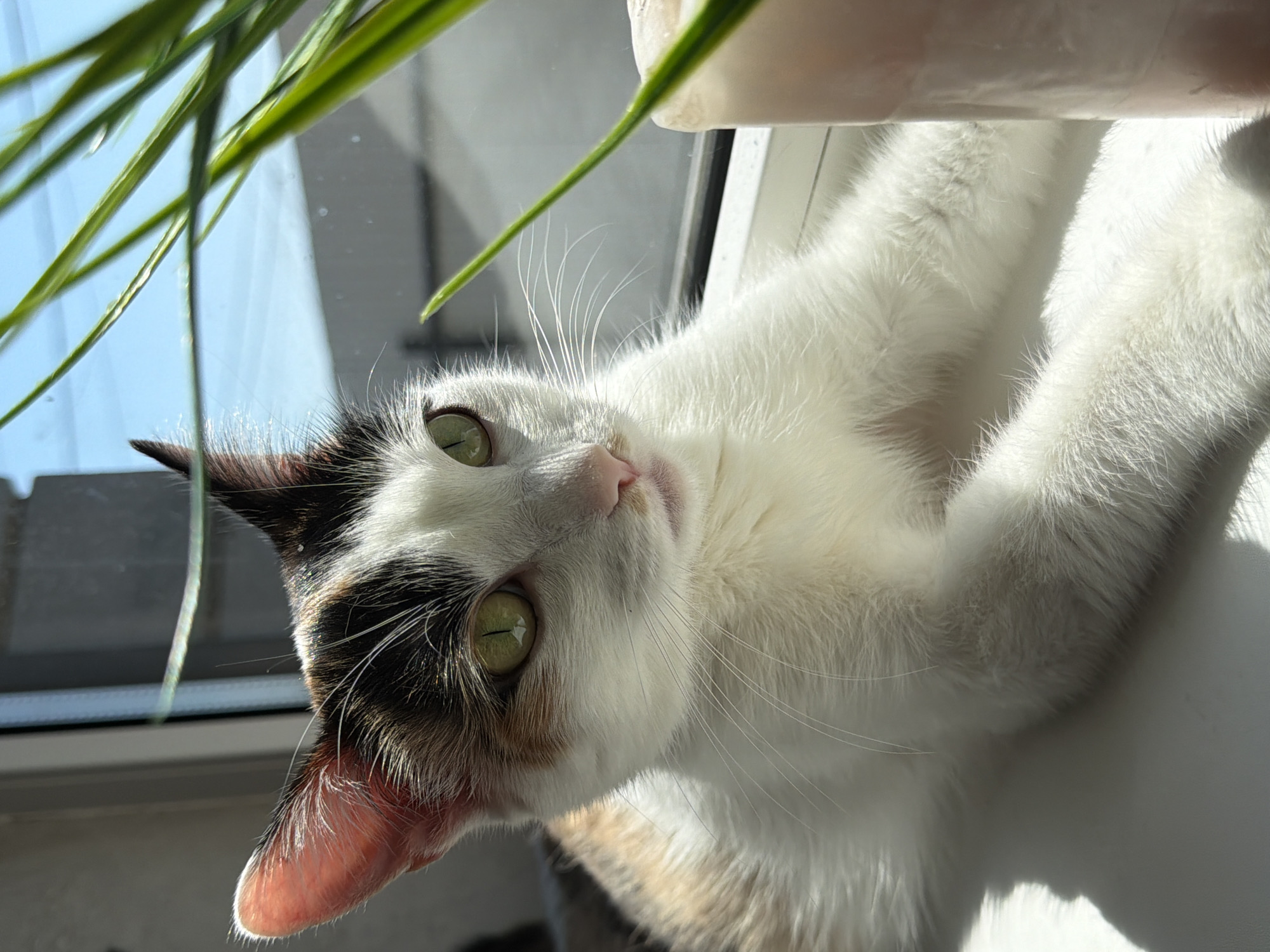 Calico cat spotted in various sunny spots around Rossiyskiy