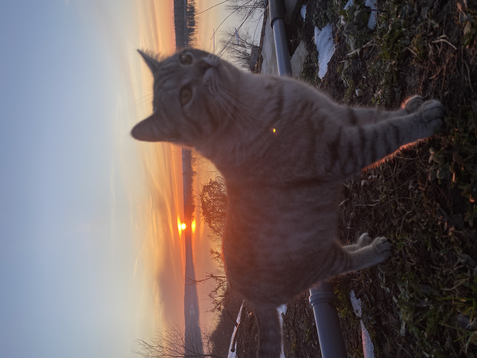 Sunset documented near Russian lake with cat, walker