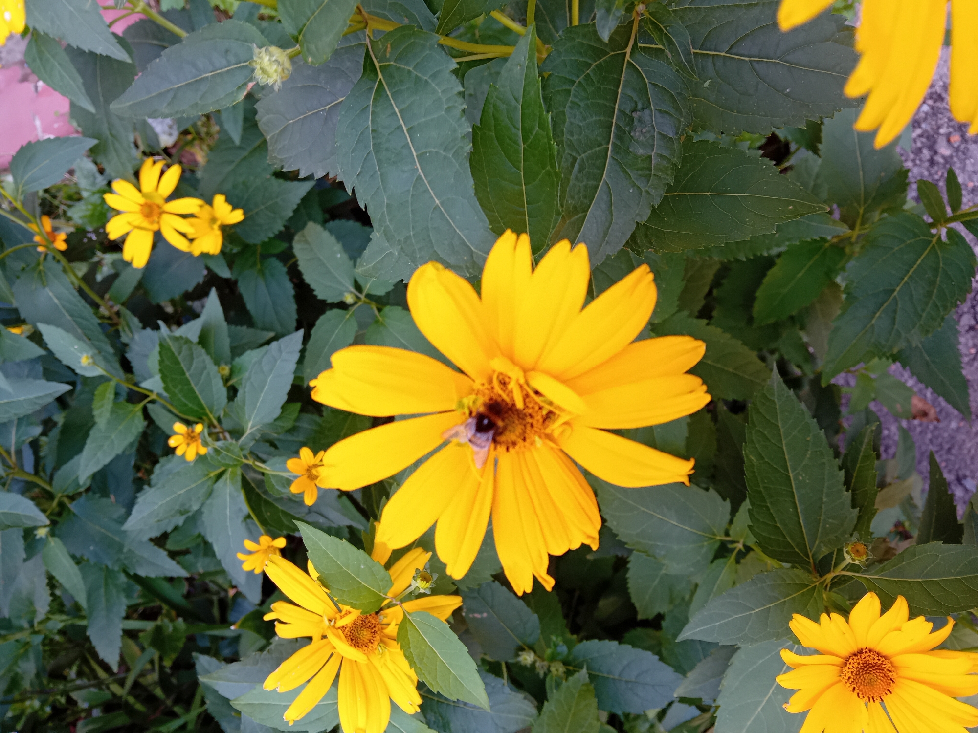 Summer garden and home life in Chuhuiv, Ukraine