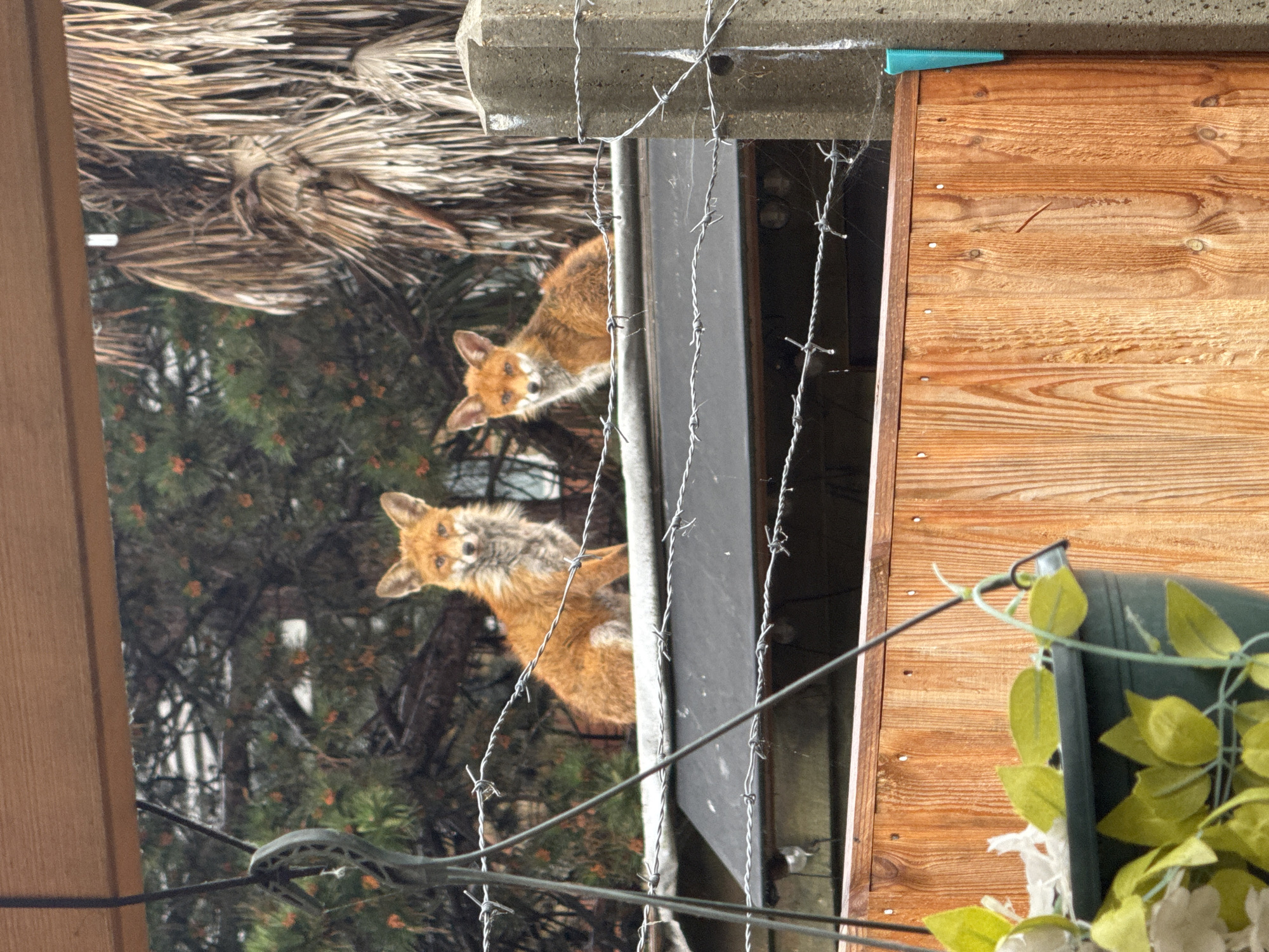 Two curious red foxes spotted in London outdoor scene