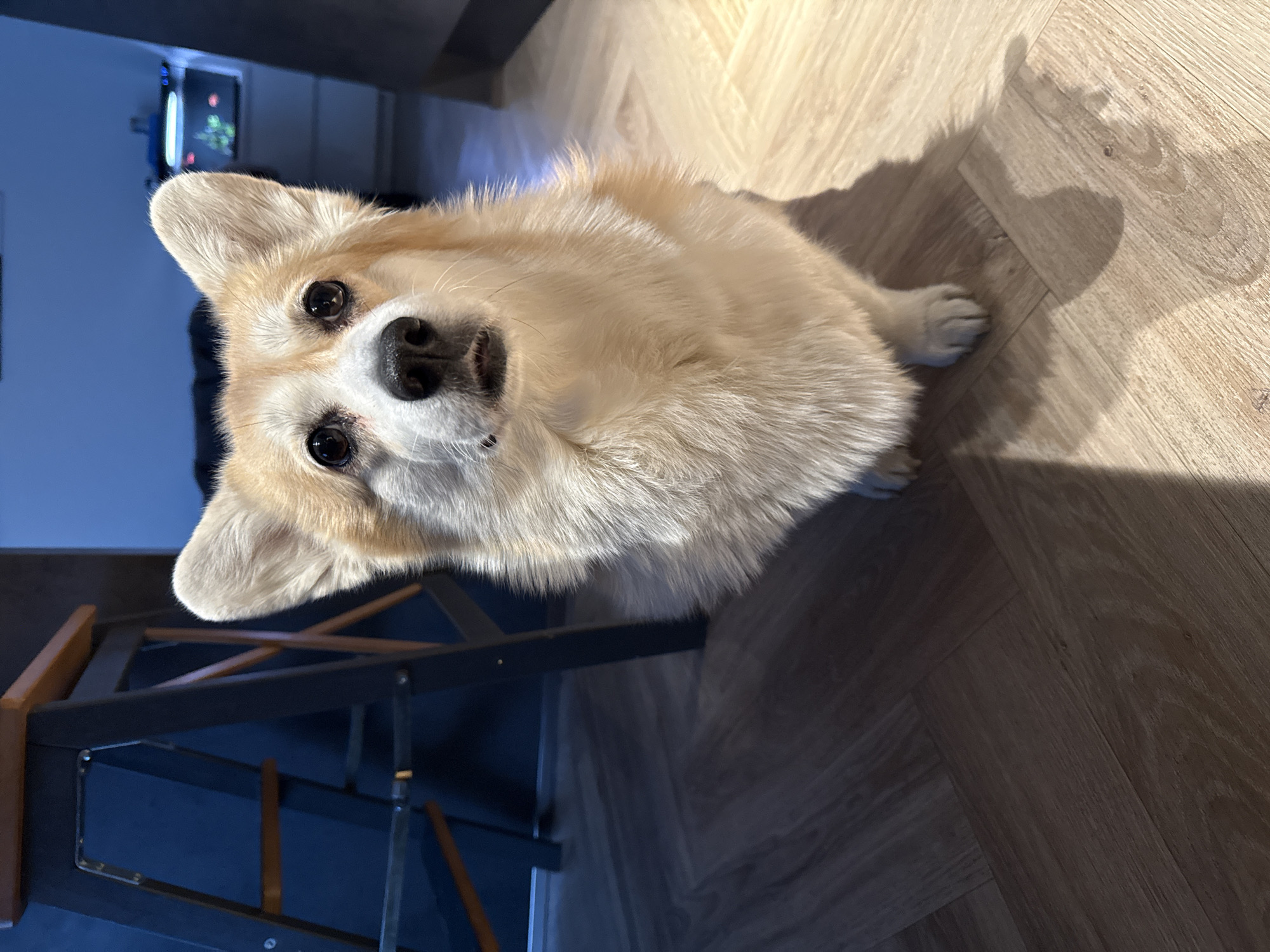Everyday moments captured in Krasnoyarsk: indoor corgi, outdoor snowfall