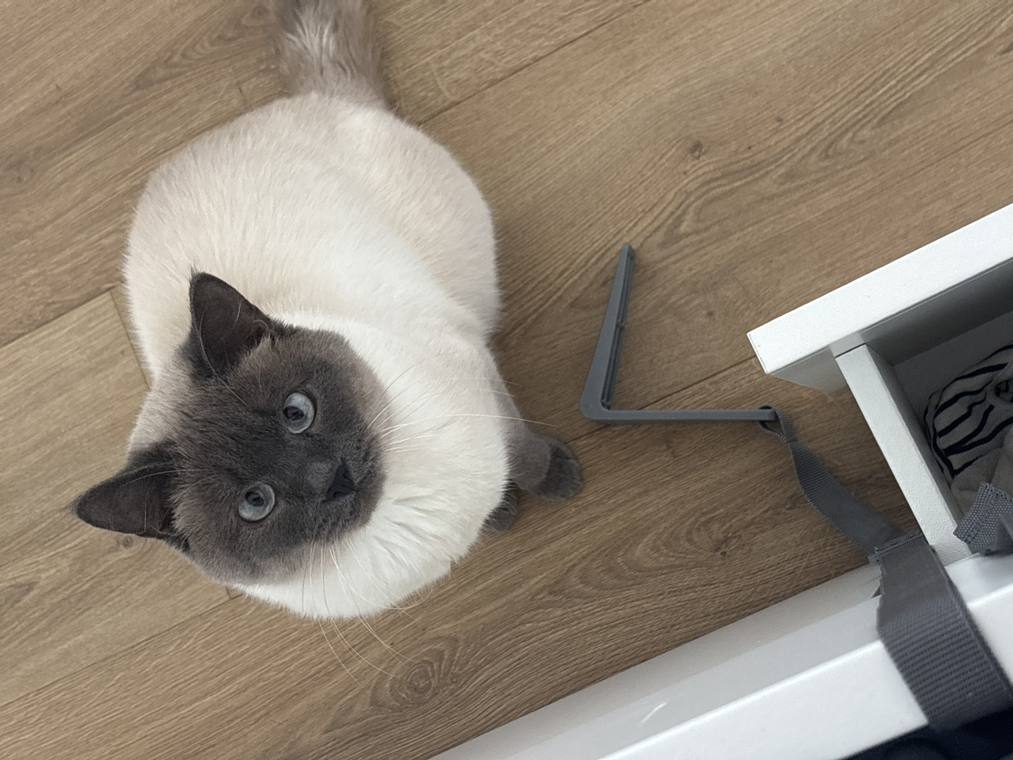 Antwerp resident documents cat, sushi, spring blossoms Tuesday afternoon