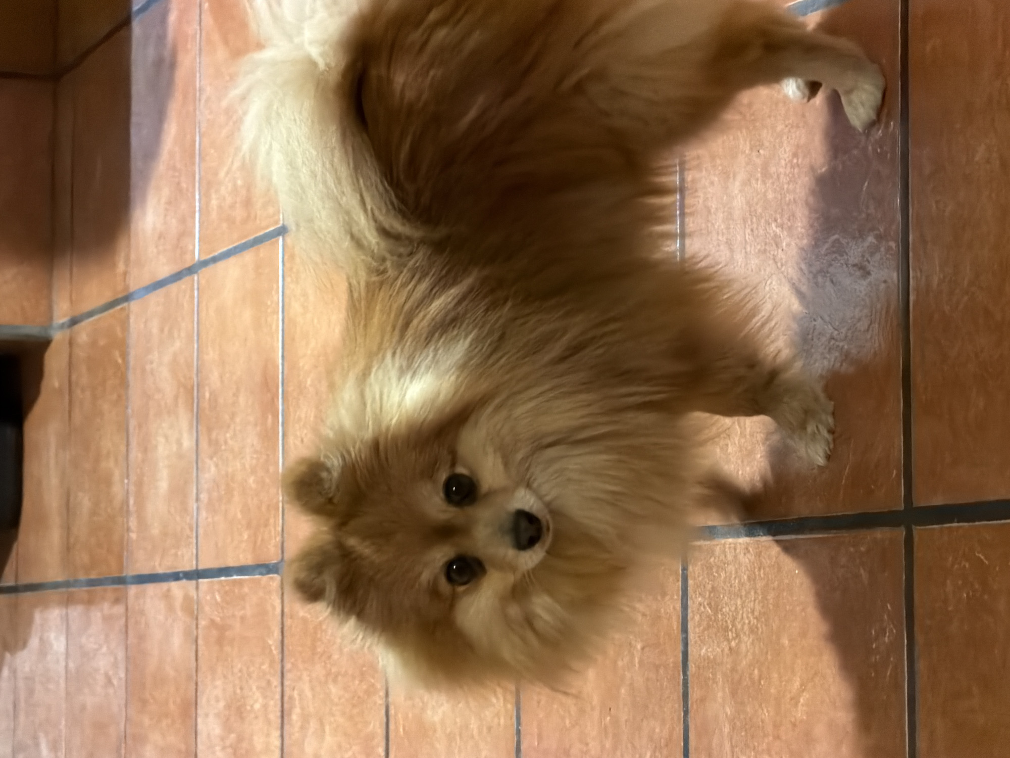 Golden Pomeranian photographed on tile floor looking at camera