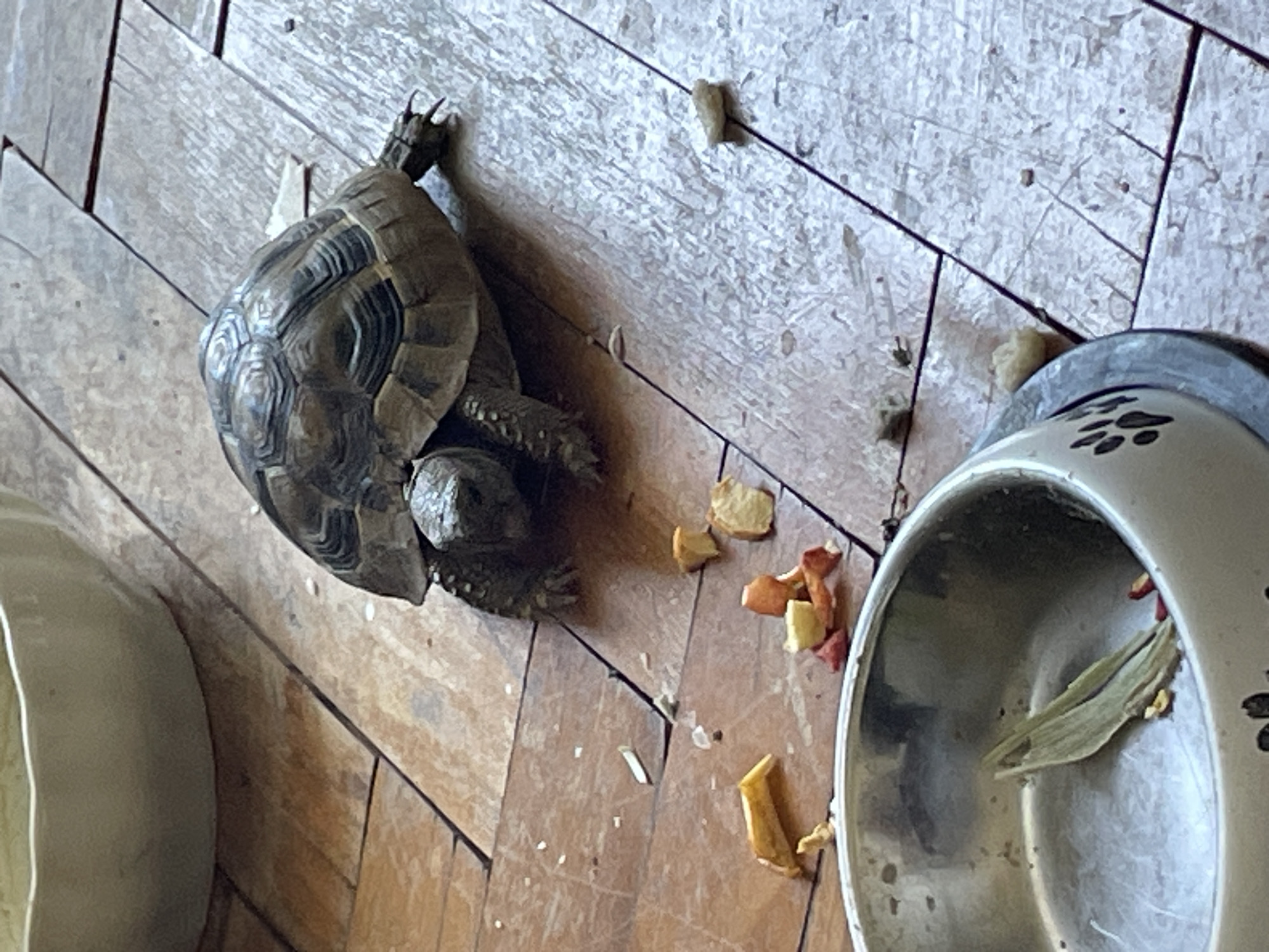 Pet tortoise snacking on fruit, Gabrovo, Bulgaria