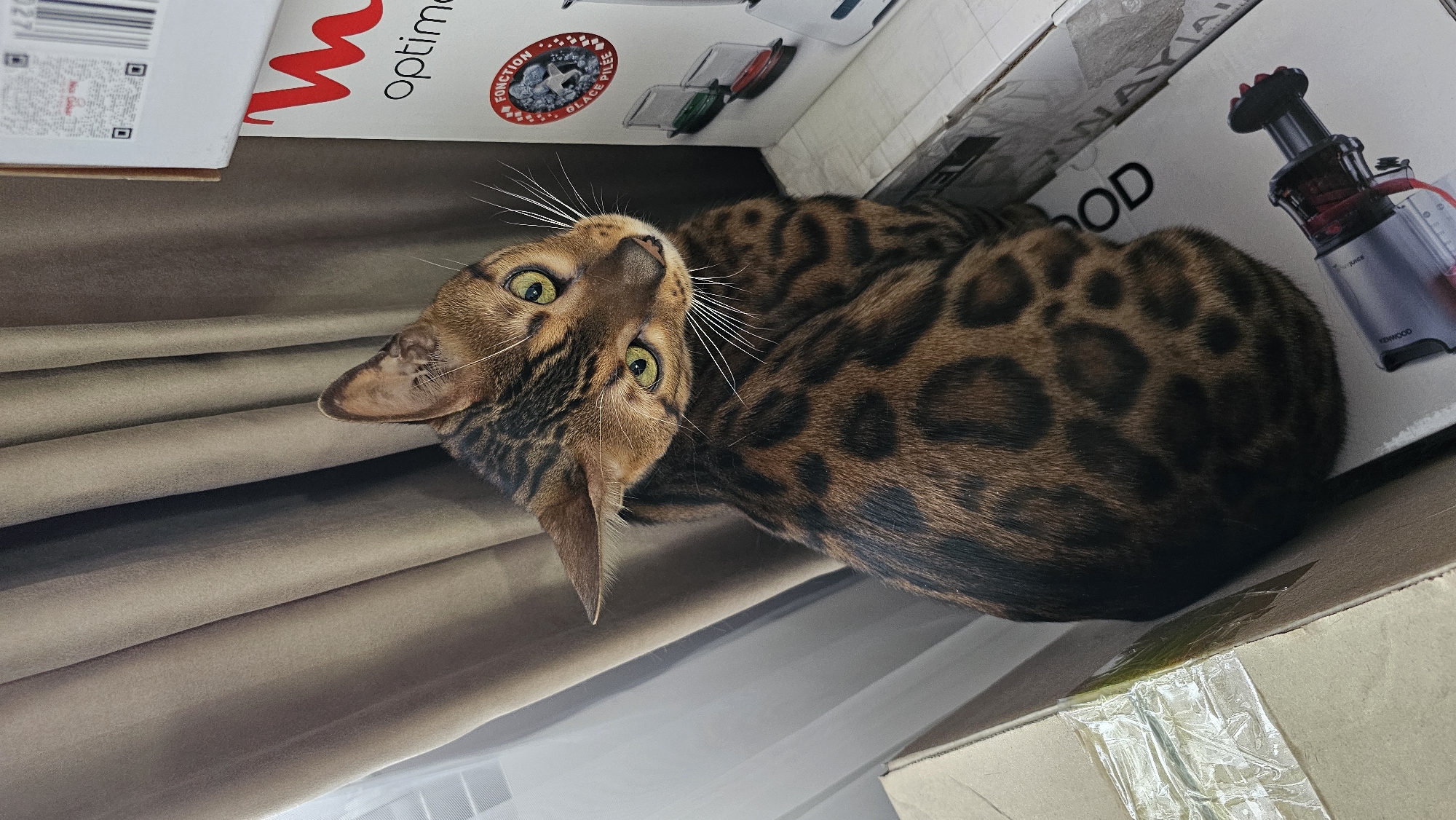 Bengal cat explores boxes and furniture in an Almaty apartment