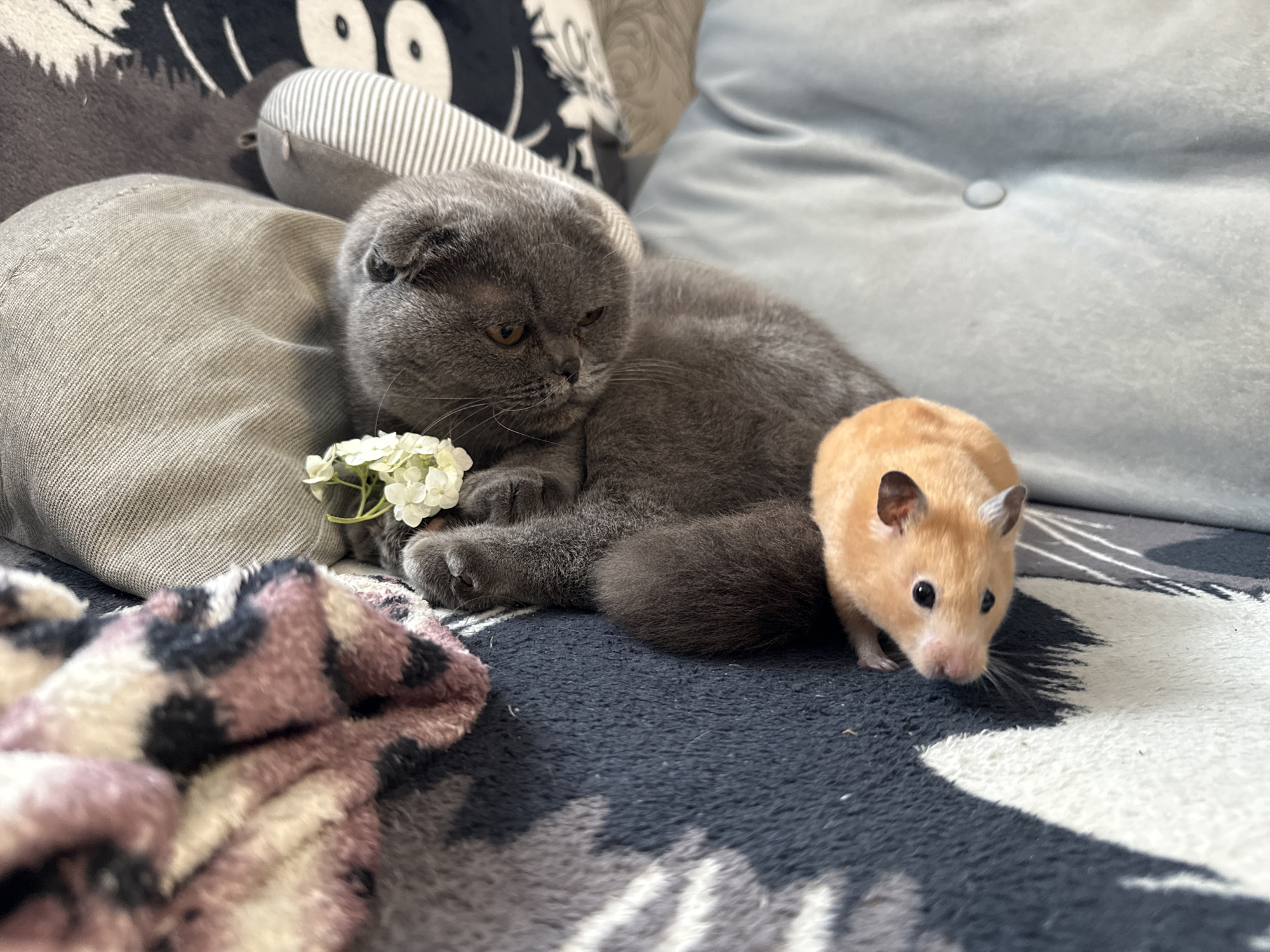 Scottish Fold cat and hamster duo, indoors and out
