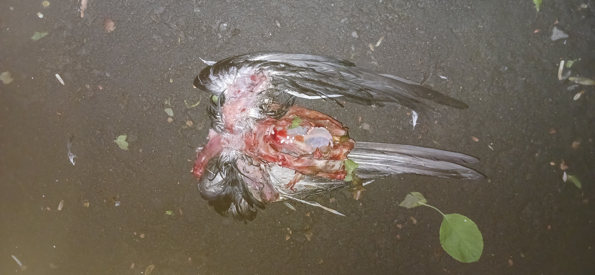 Moscow witnesses document bird death, indoor portrait within minutes