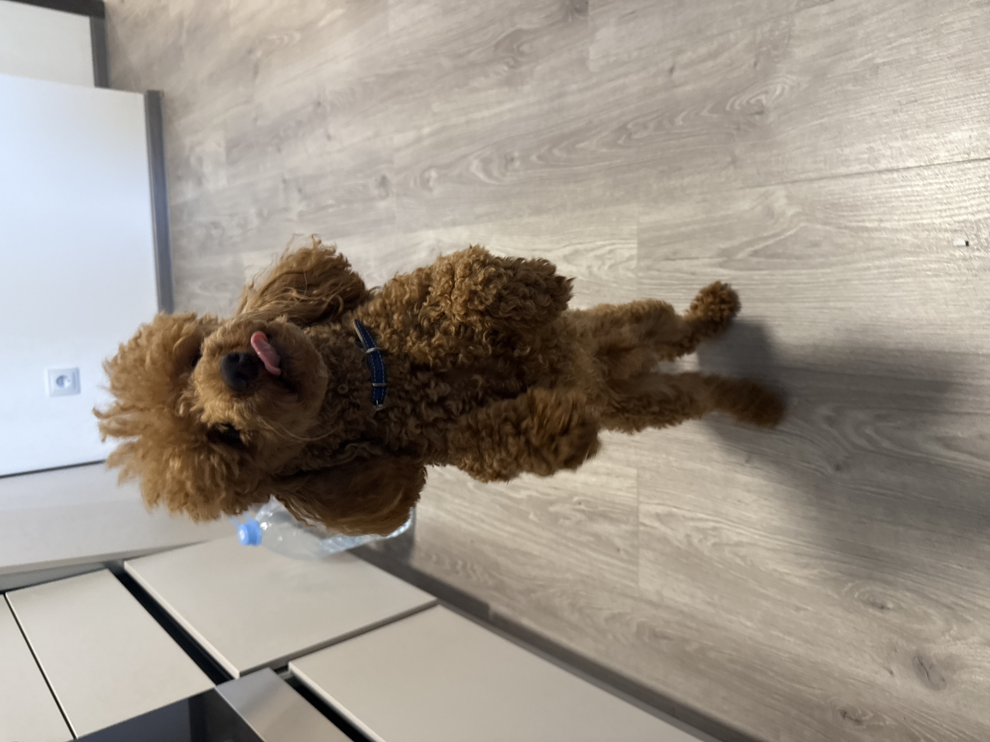Morning home life with brown poodle in Saint Petersburg apartment