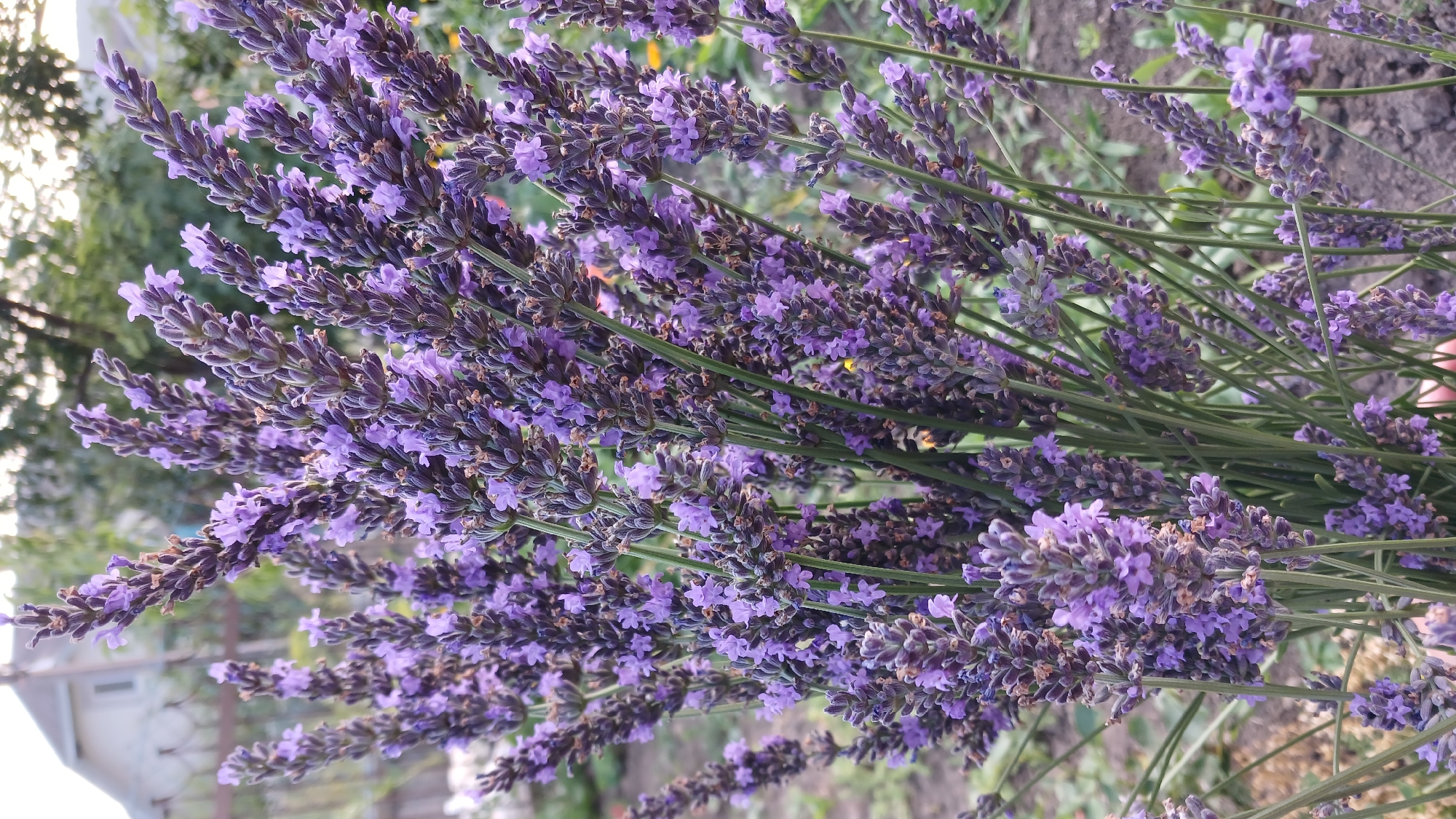 Summer flowers in full bloom, Monastyryska garden