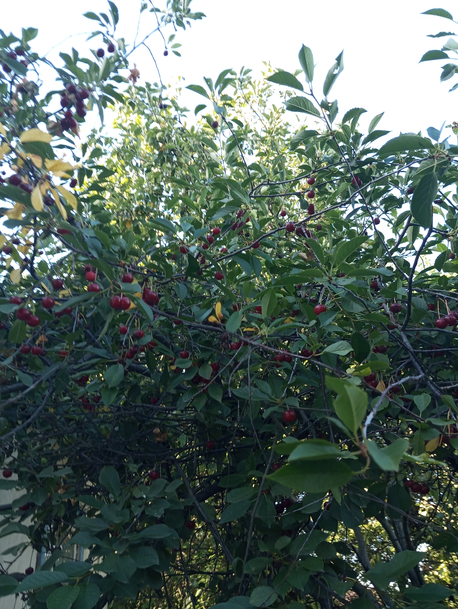Pets, cherries, and a summer afternoon in eastern Ukraine.