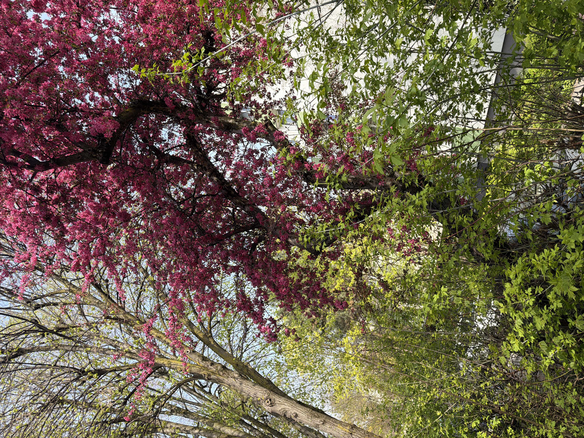 Spring blooms observed in Târgu Mureș, Romania