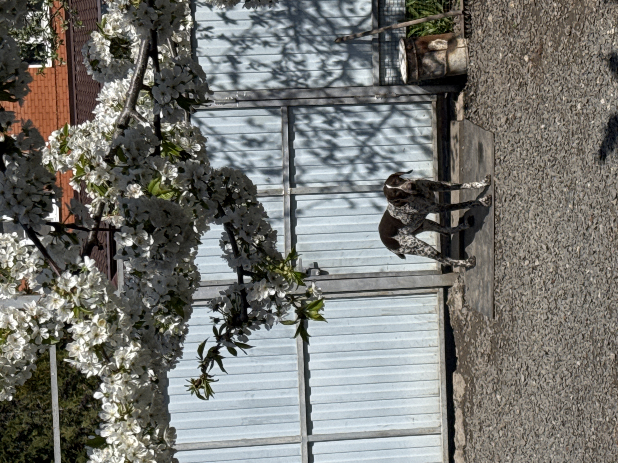 German Shorthaired Pointer photographed extensively in Rostov-on-Don