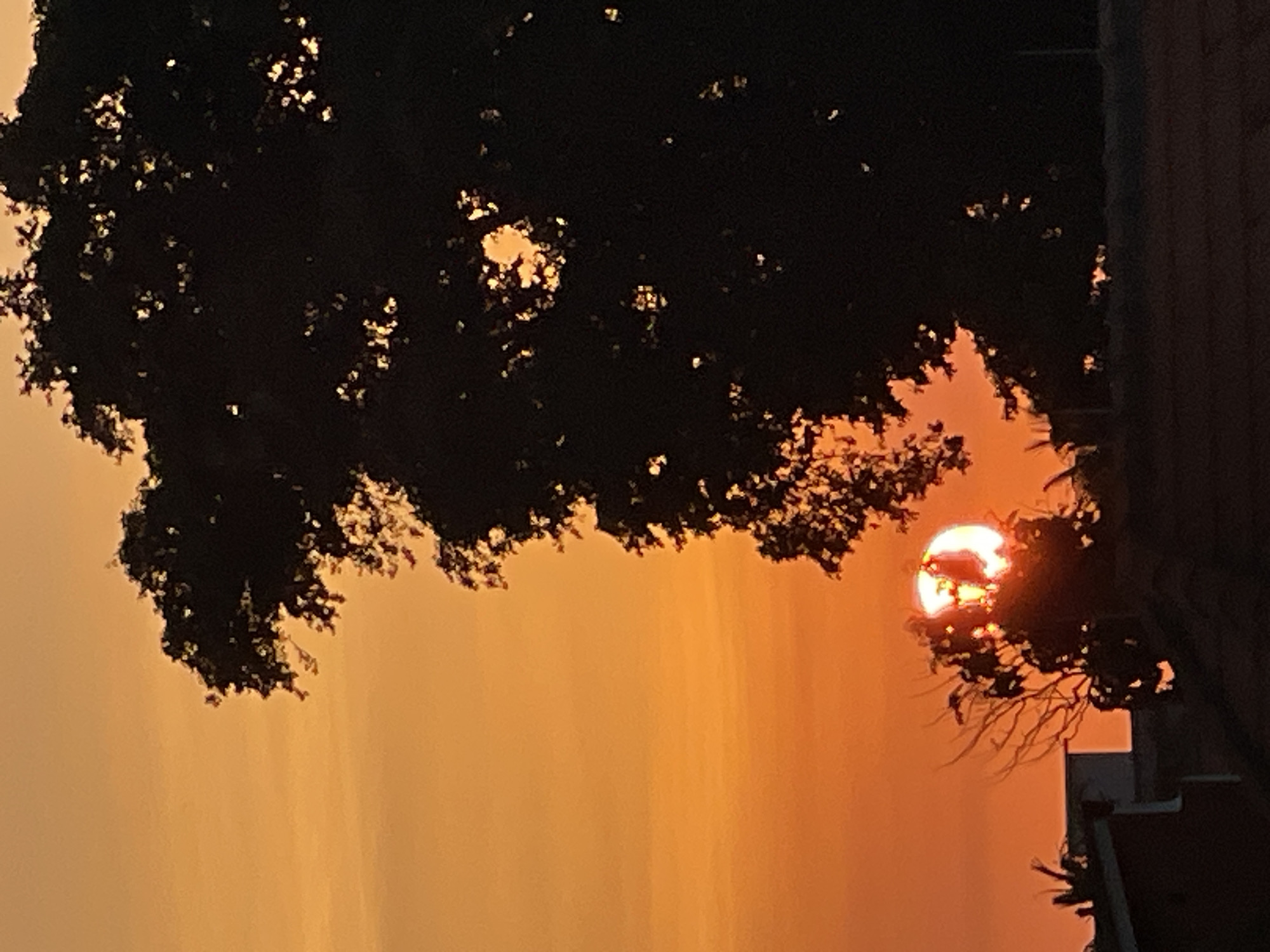 Kuta sunset burning orange behind tree silhouettes