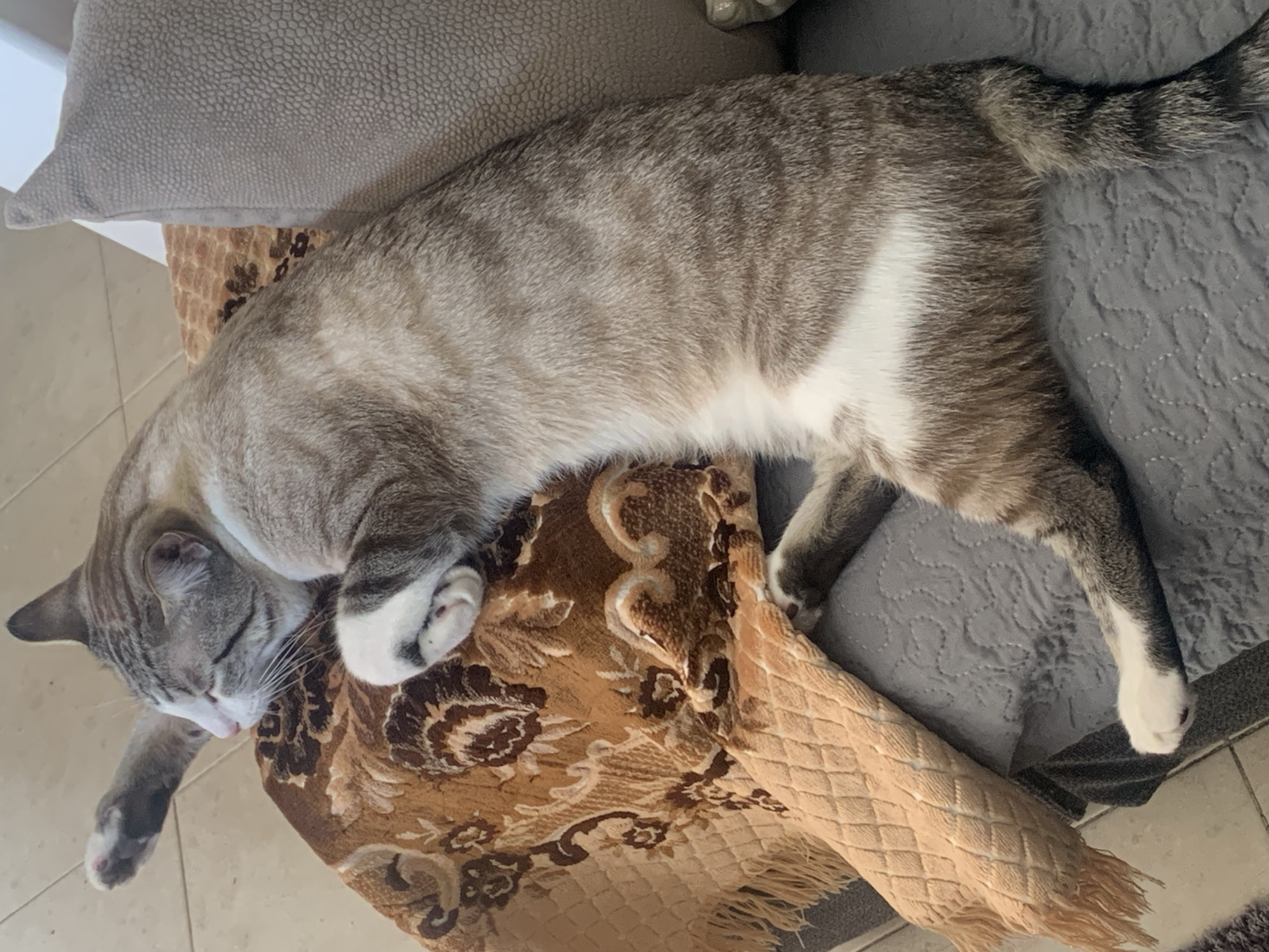 Cats lounging and playing at home in Odivelas
