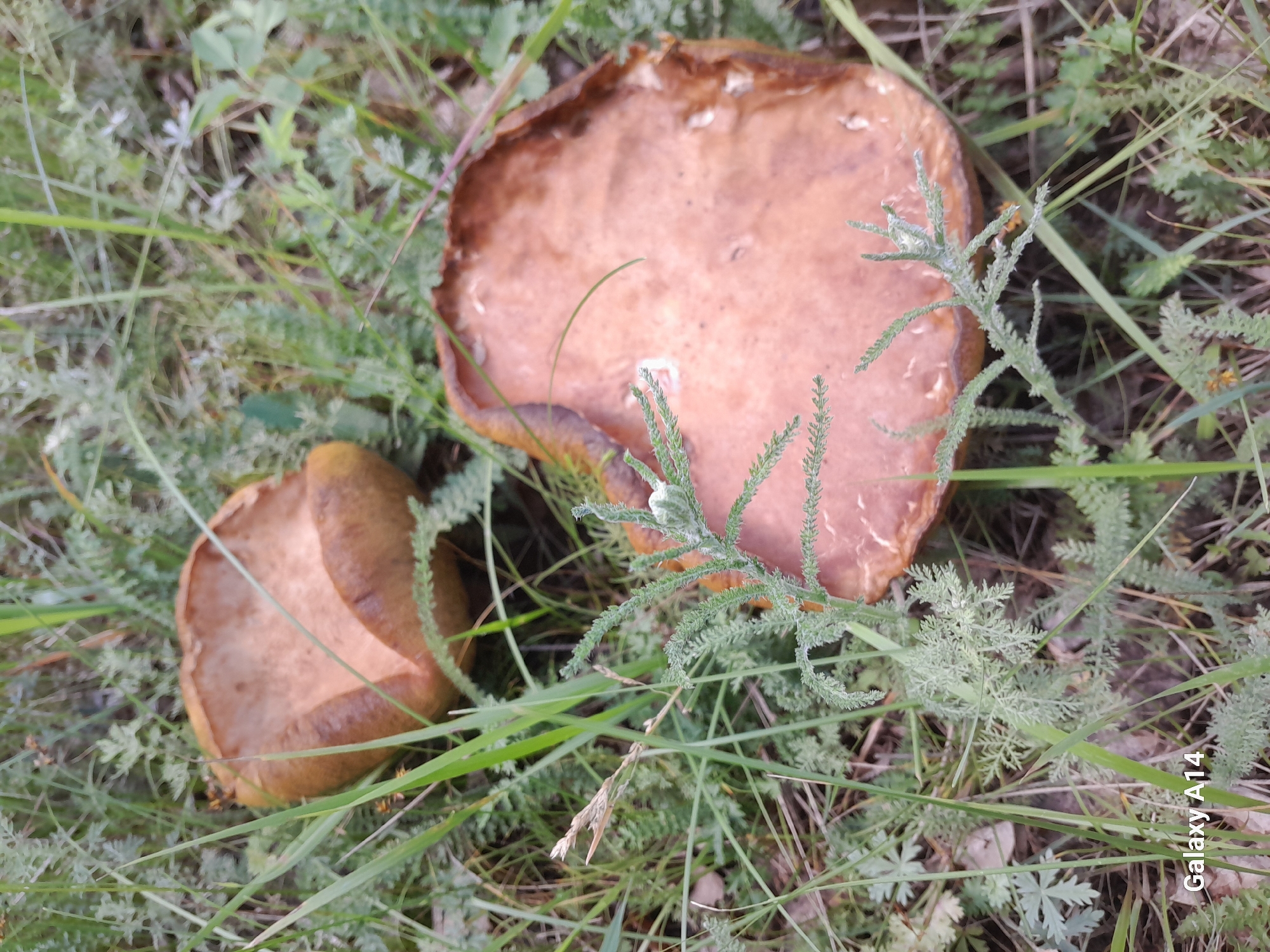 Forest walk with mushrooms, wildflowers, and forest floor details