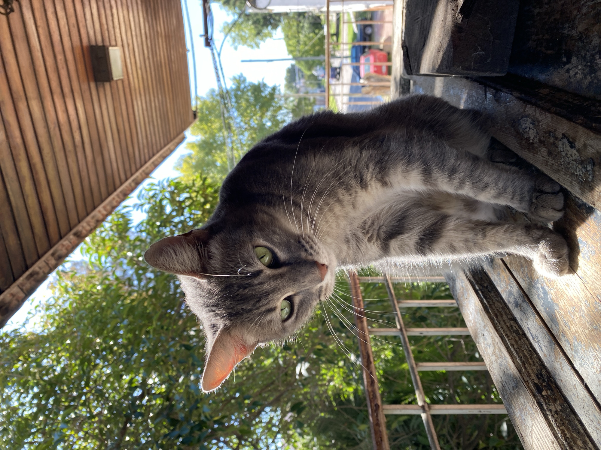 Green-eyed tabby cat photographed in Llavallol, Argentina