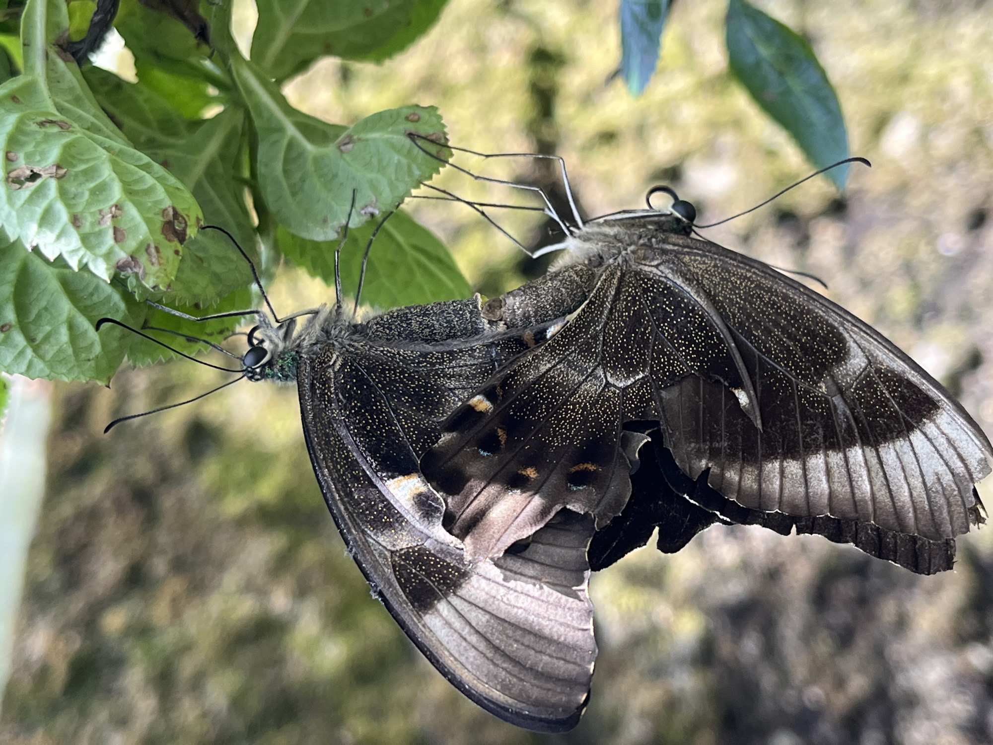 Butterfly garden activity documented in Sukawati, Indonesia