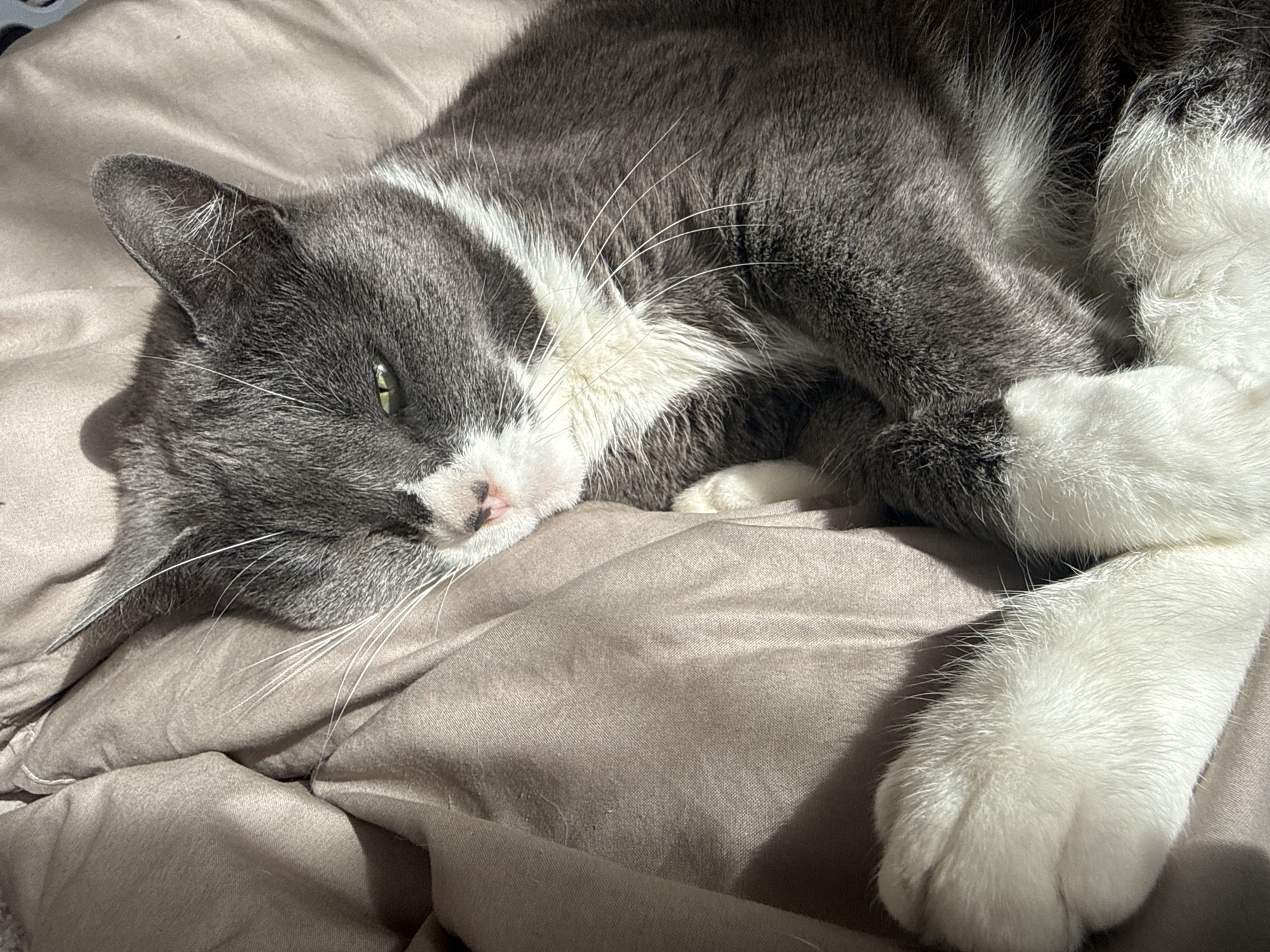 Cat rests peacefully indoors in Tunbridge Wells