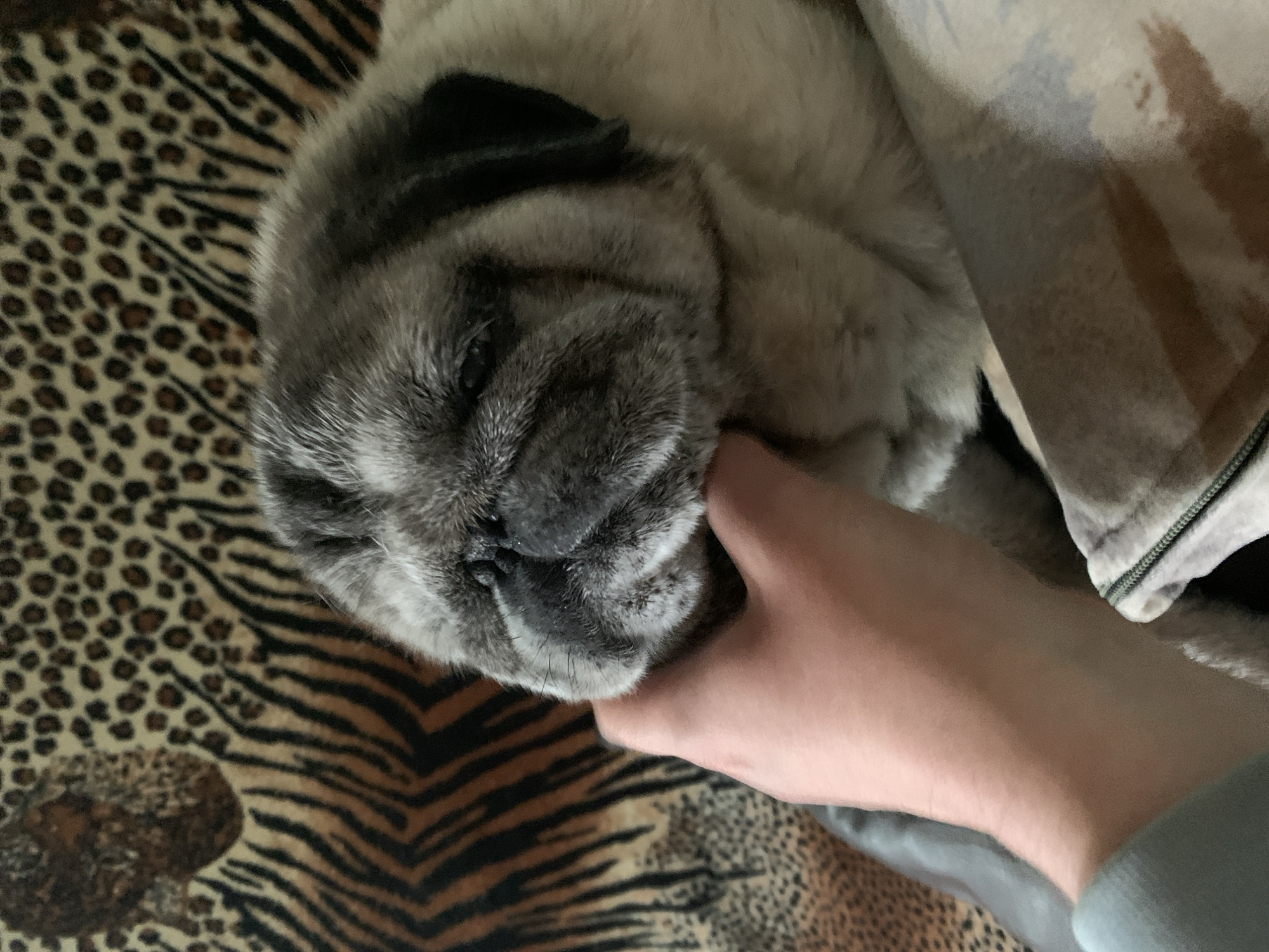 Pug chilling on a couch in Sergeevo, Russia
