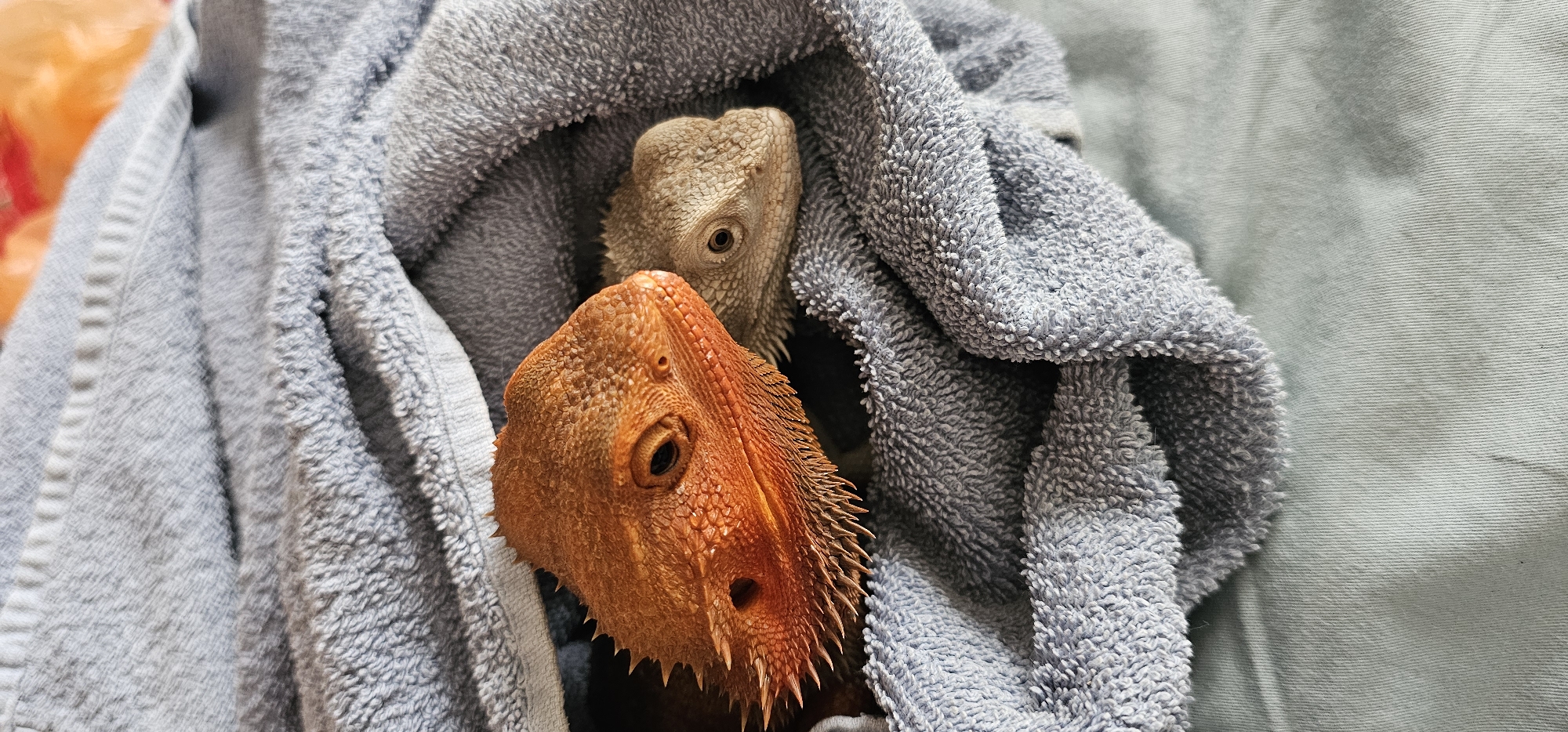 Pet bearded dragons rest together in towel in Moscow