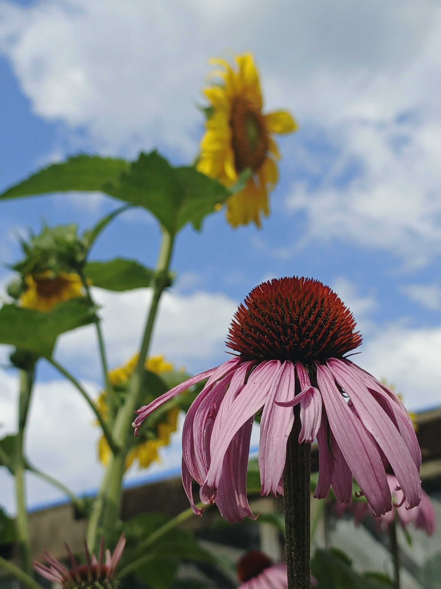 Summer morning in a Russian village, gardens and all