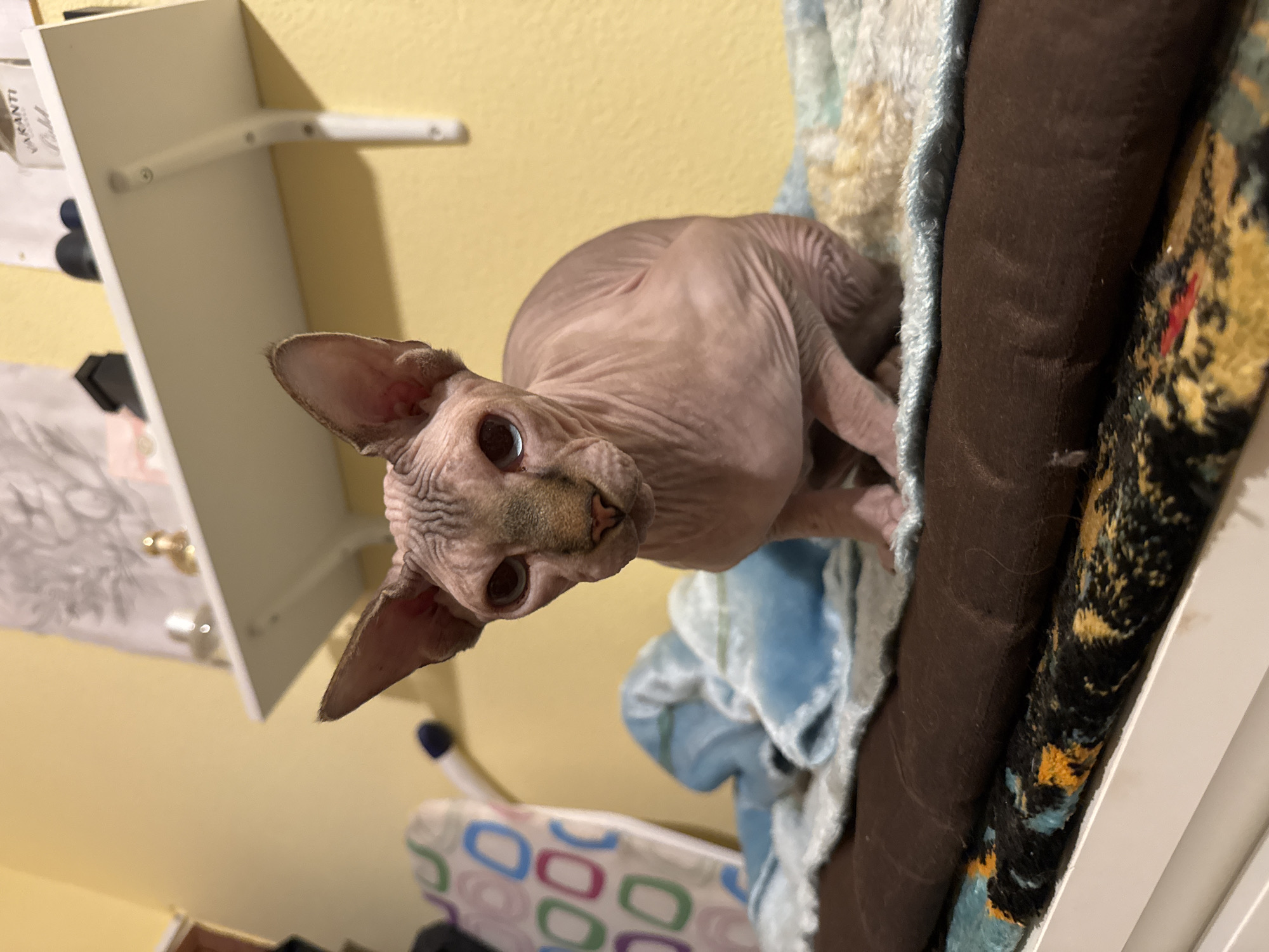 Evening documentation captures Sphynx cat and historic clifftop village