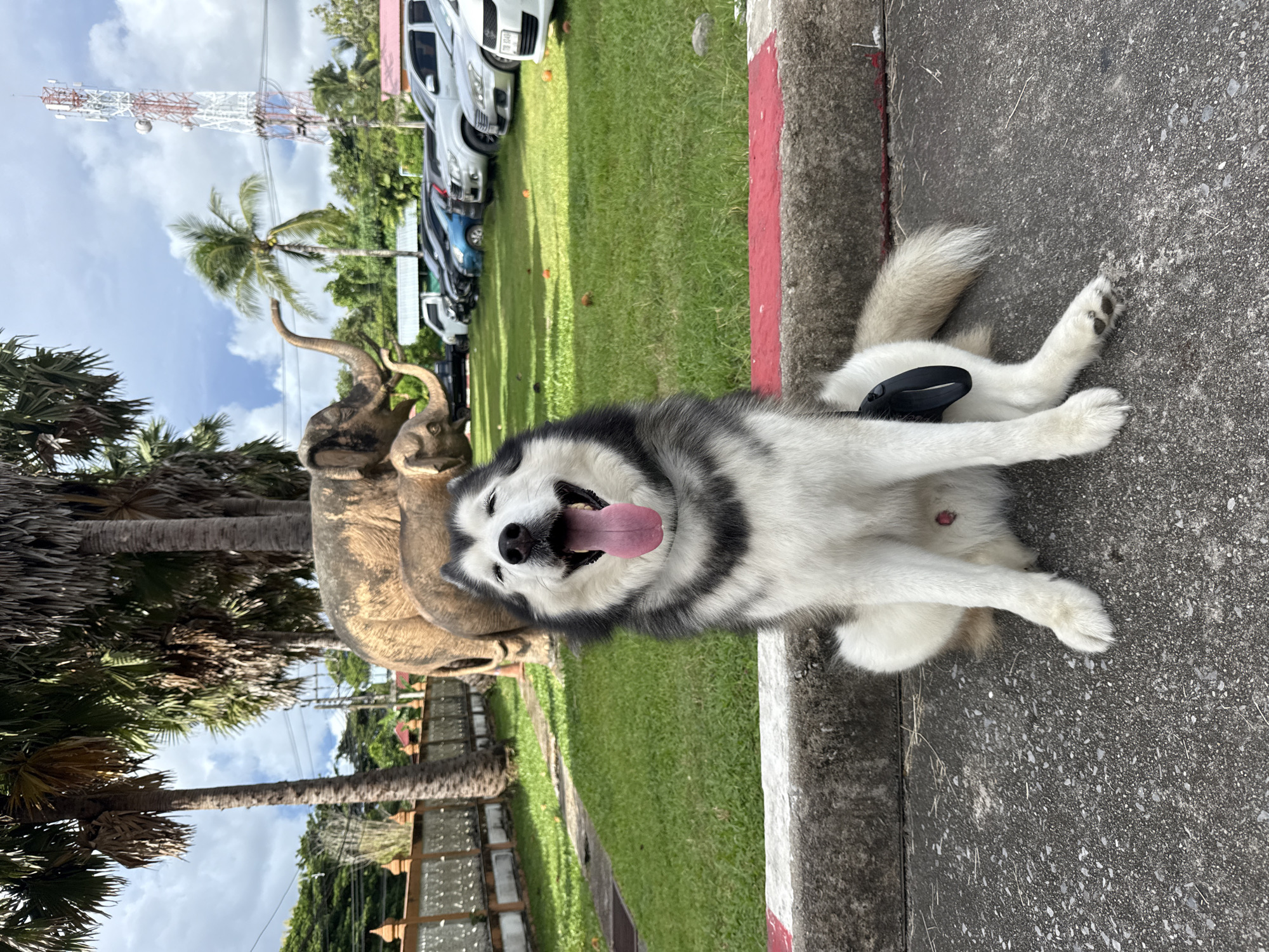 Morning visit to Wat Chalong with dogs in tow