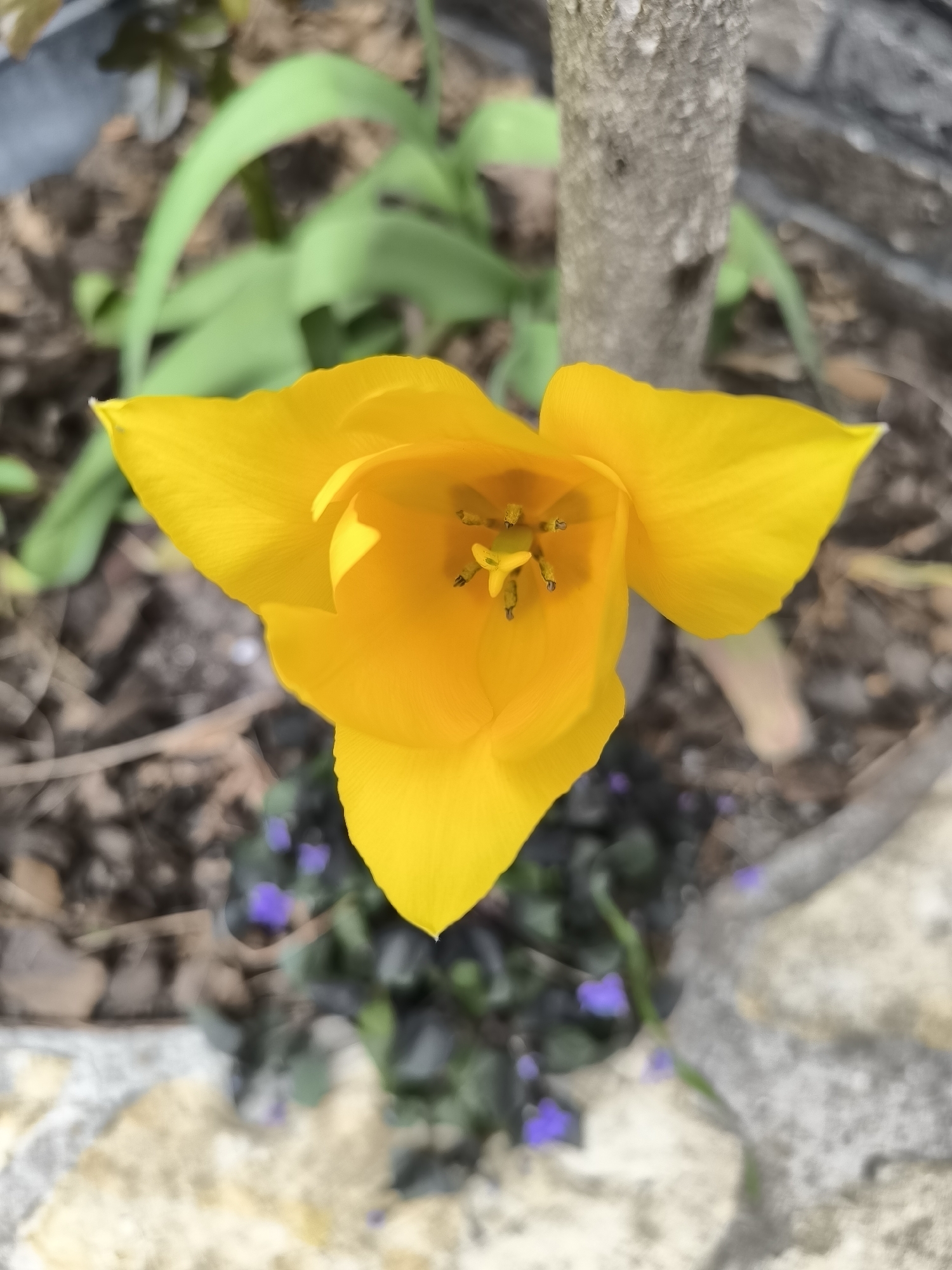 Spring flowers bloom across Alkmaar gardens and streets