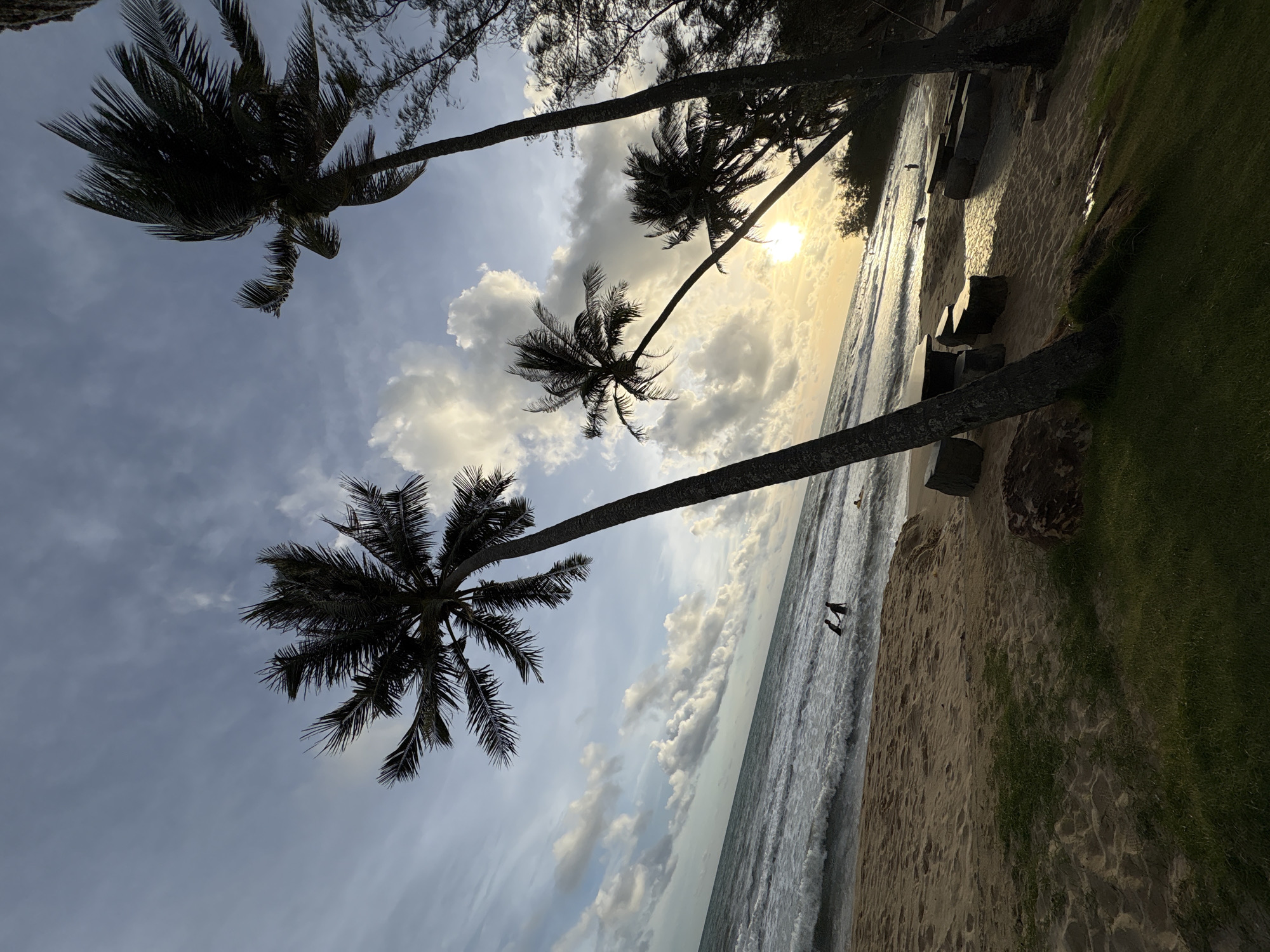 Relaxed tropical beach day with palm trees and a swing