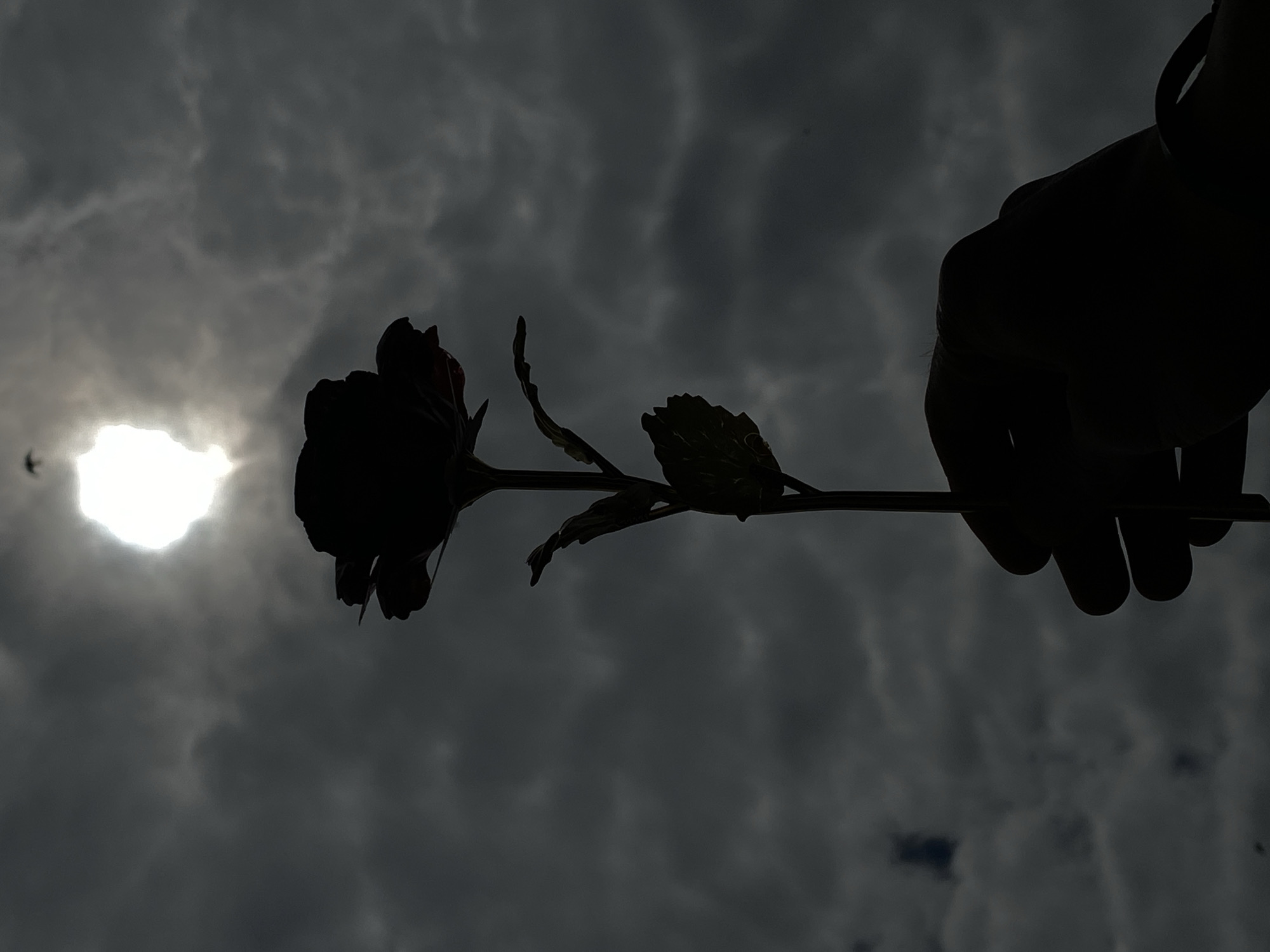 Hand holding rose silhouetted against cloudy sky in Bulgaria