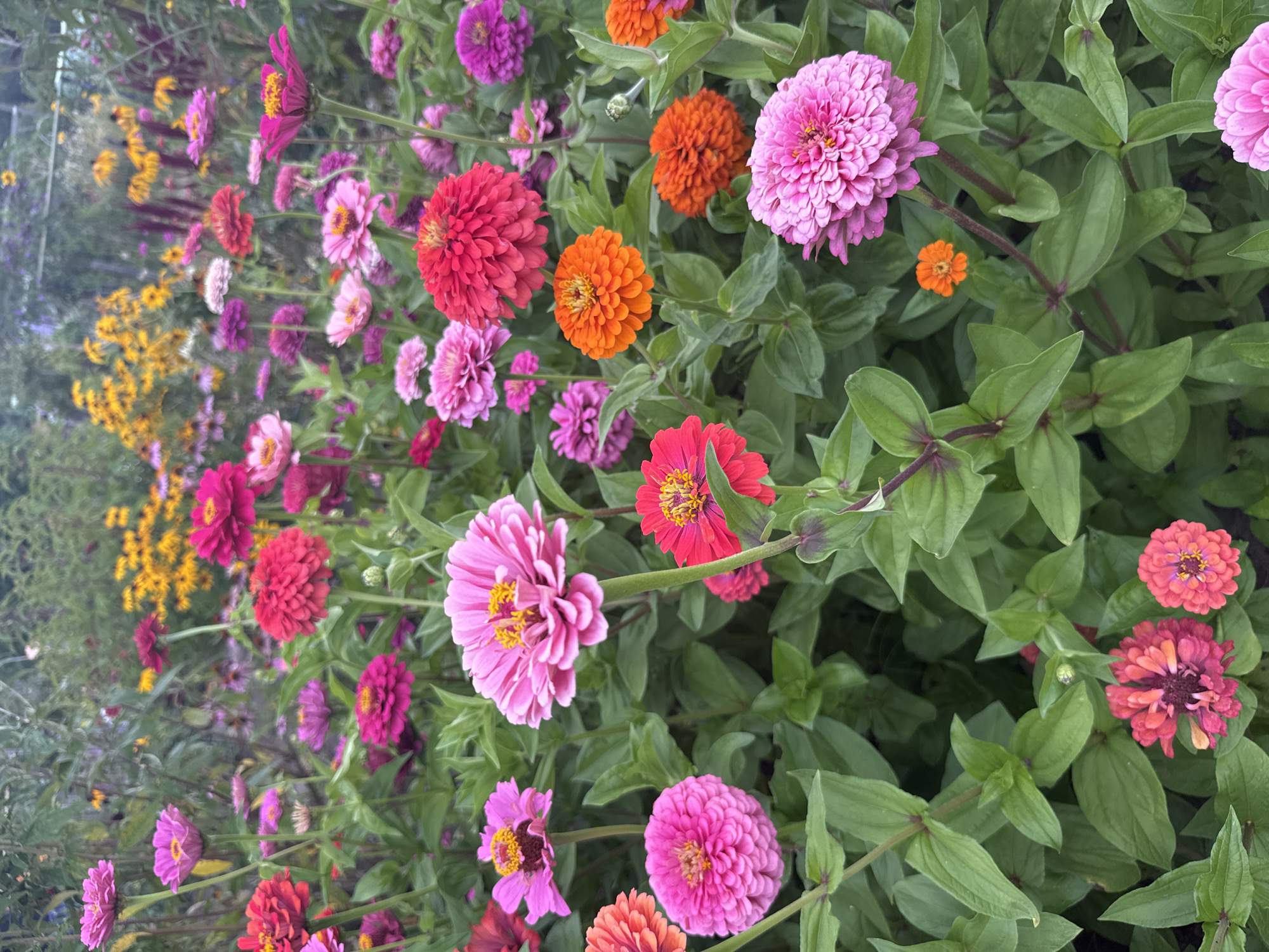Close-up tour of a vibrant summer garden in full bloom