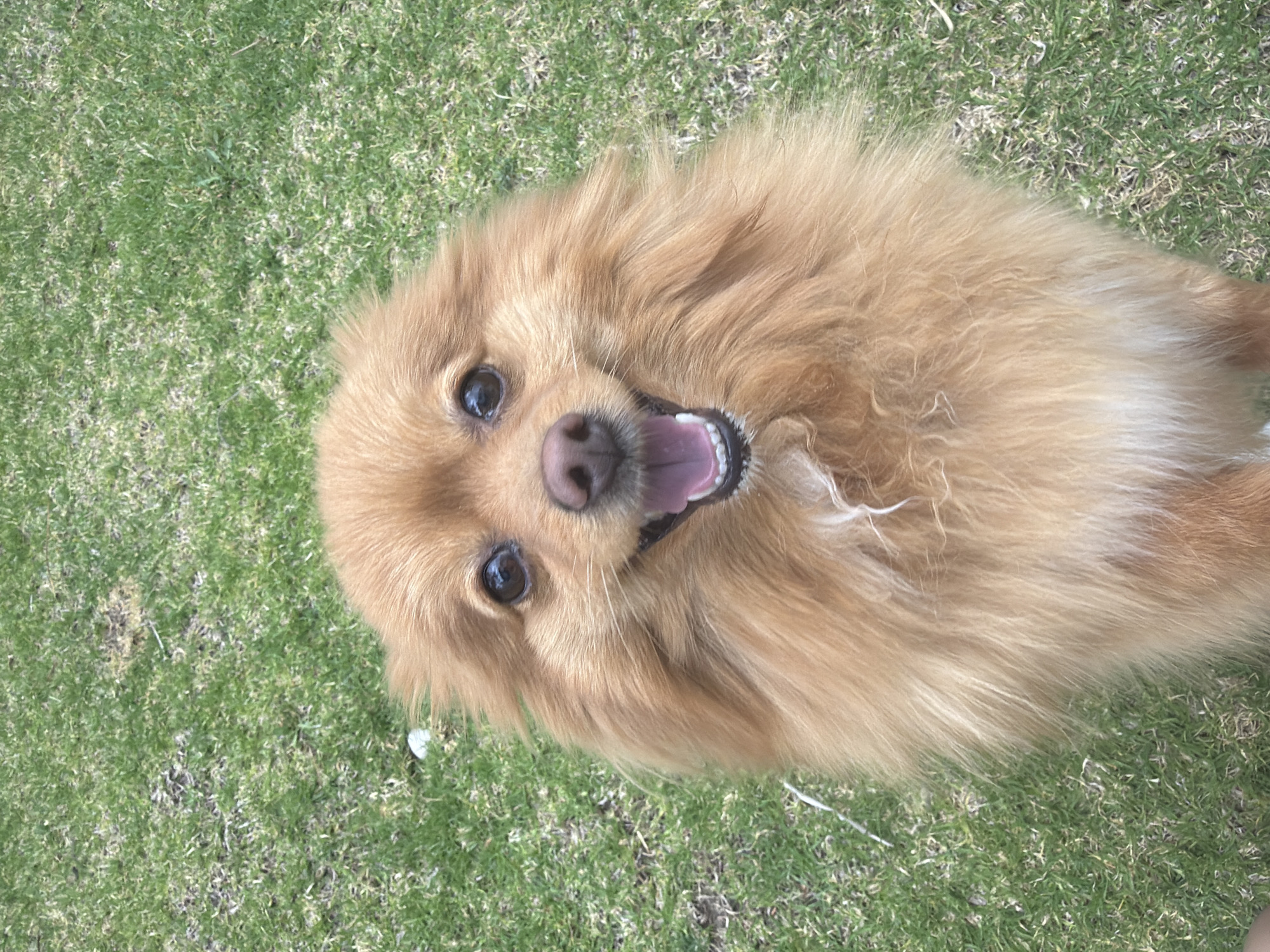 Dog relaxes on back in grass in Mexico